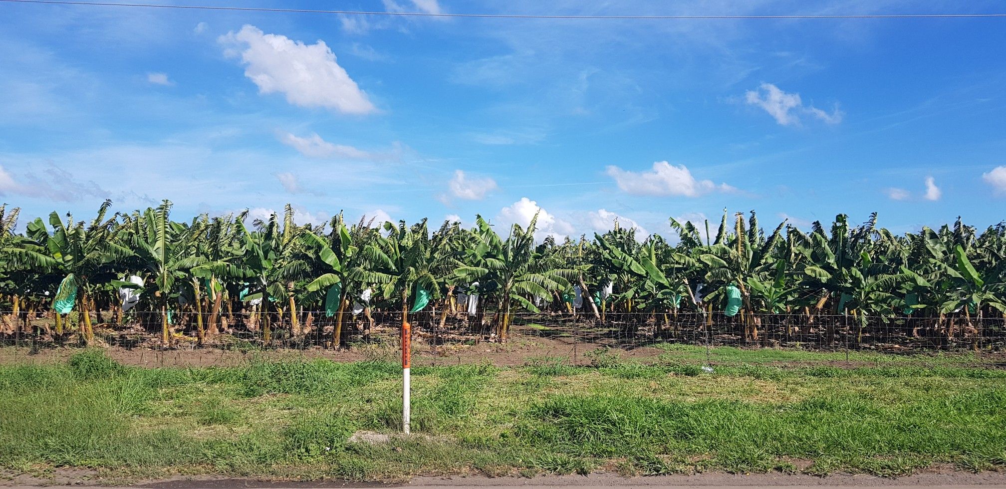guineos en Santa Isabel