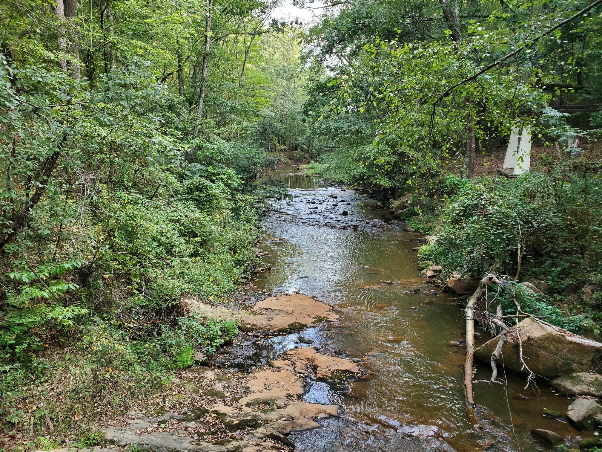 Rocky stream flowing through a dense, green forest under natural light. - Peachtree City Paths – 1603 Run loop from Pope Island