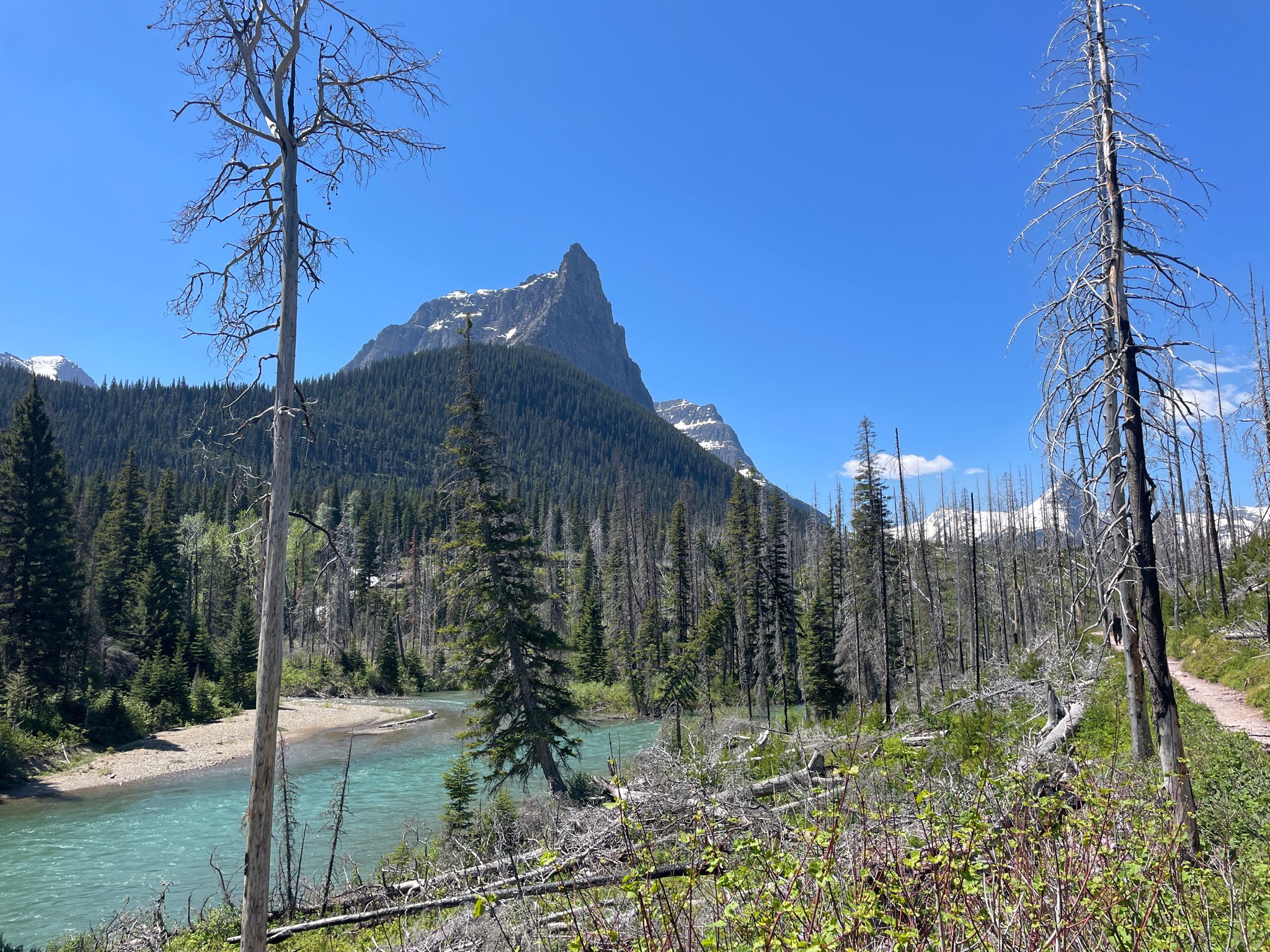 Turquoise river winding through a forest of dead trees, with a jagged mountain peak. - St. Mary and Virginia Falls Trail