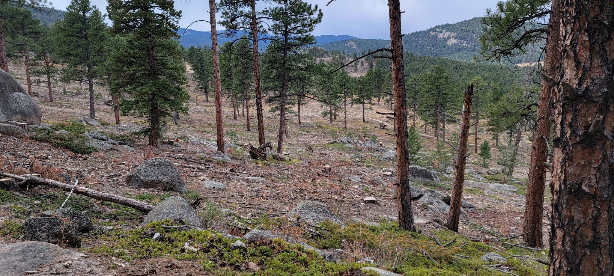 A rocky, sloping forest clearing with scattered pine trees and distant hills. - The Brother and Sisters Loop
