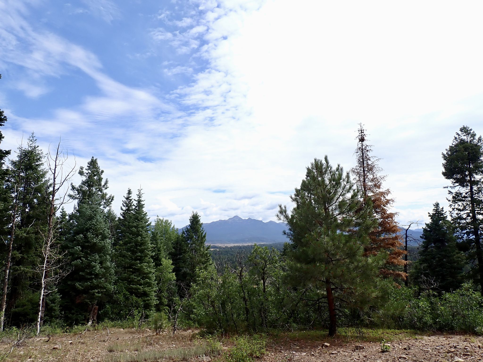 Forest clearing overlooking distant mountains under a bright, cloudy sky. - Turkey Springs Loop Trail