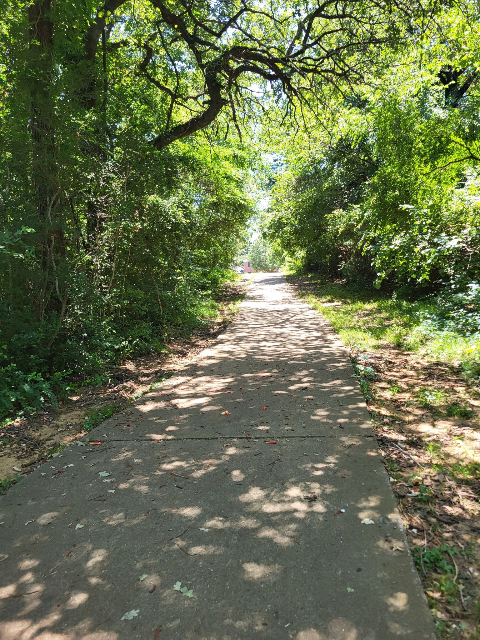 A sun-dappled paved path winding through a lush green forest. - Pink Evening Primrose Trail