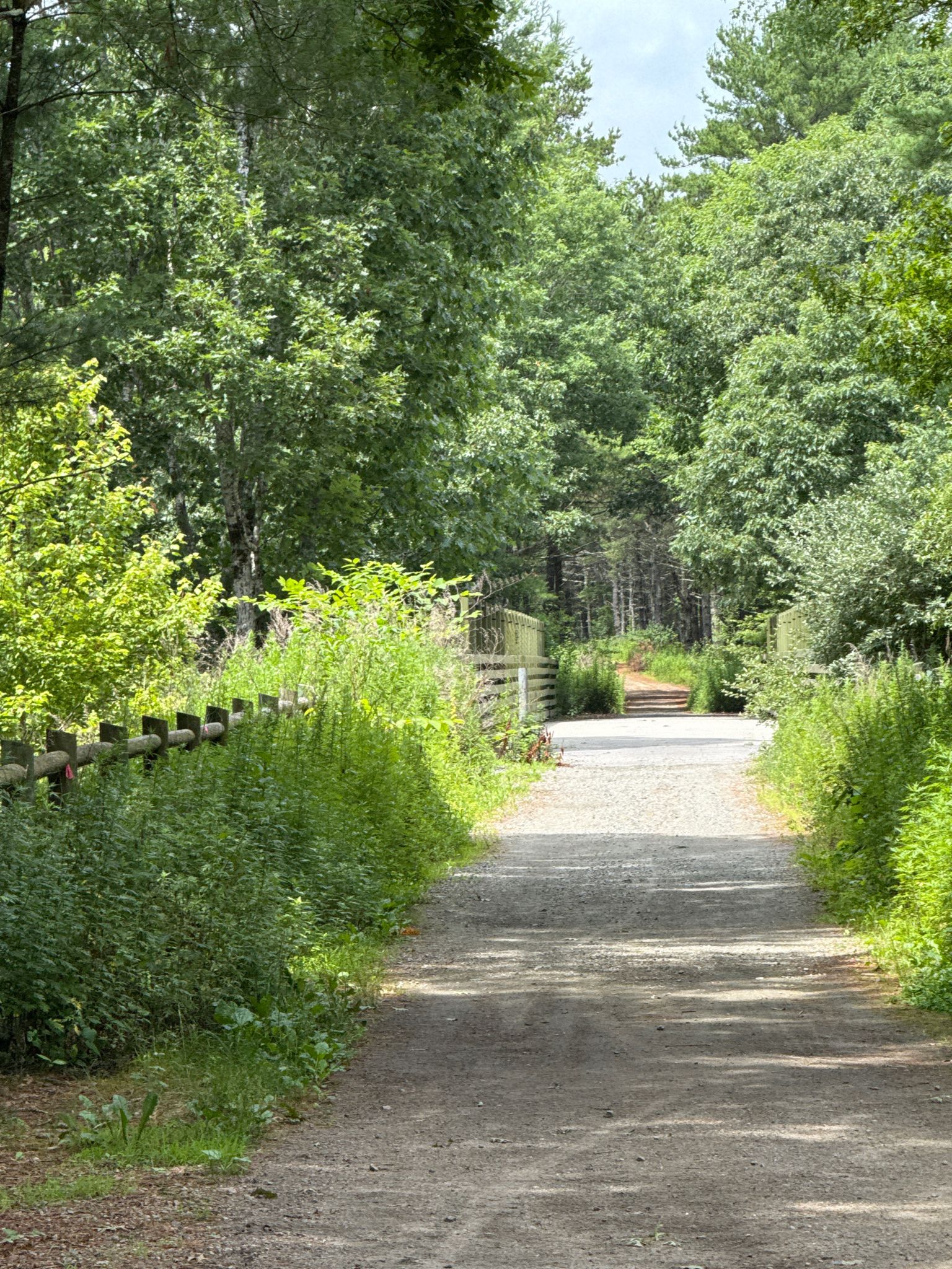 A sunny dirt path leads through a lush green forest. - Trestle Trail gravel loop