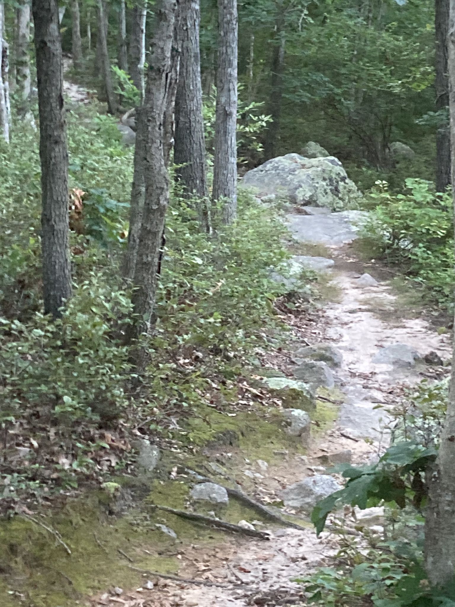 A narrow, rocky dirt path winds uphill through a sun-dappled, dense forest. - Cleft Rock Trail Loop