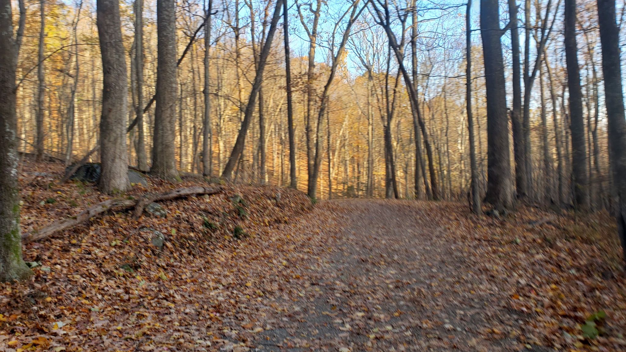 A sunlit forest path covered in brown autumn leaves, surrounded by bare trees. - Robertson Mountain – Old Rag Ranger Station loop from Nethers
