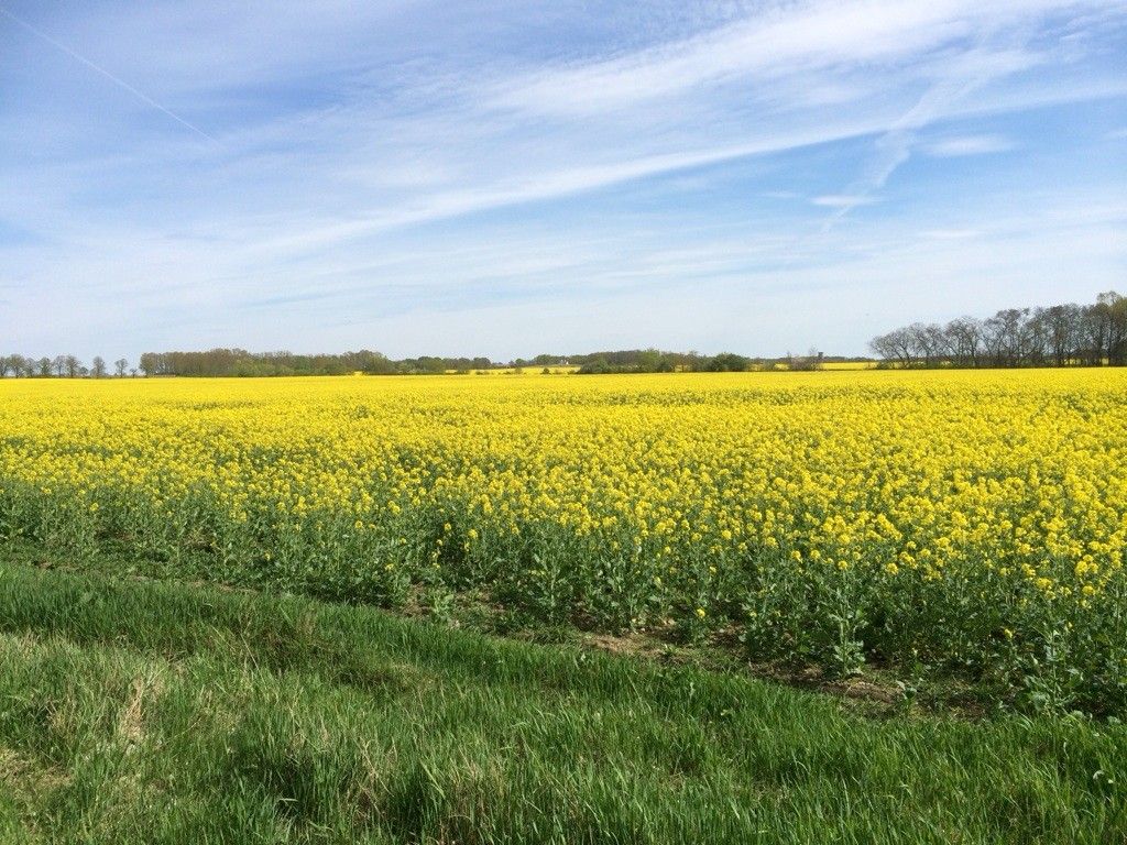 Rapsfeld bei kleinen Beeren