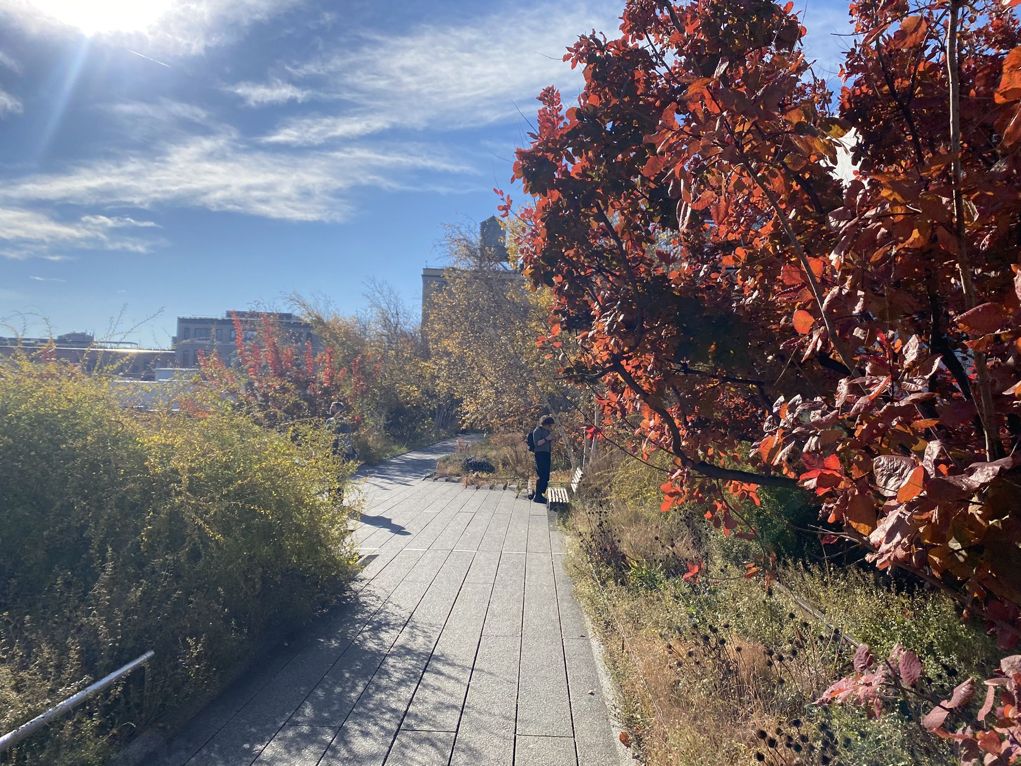 Sunny path with autumn trees, a person stands enjoying the view. - High Line, Chelsea, and Flatiron Loop
