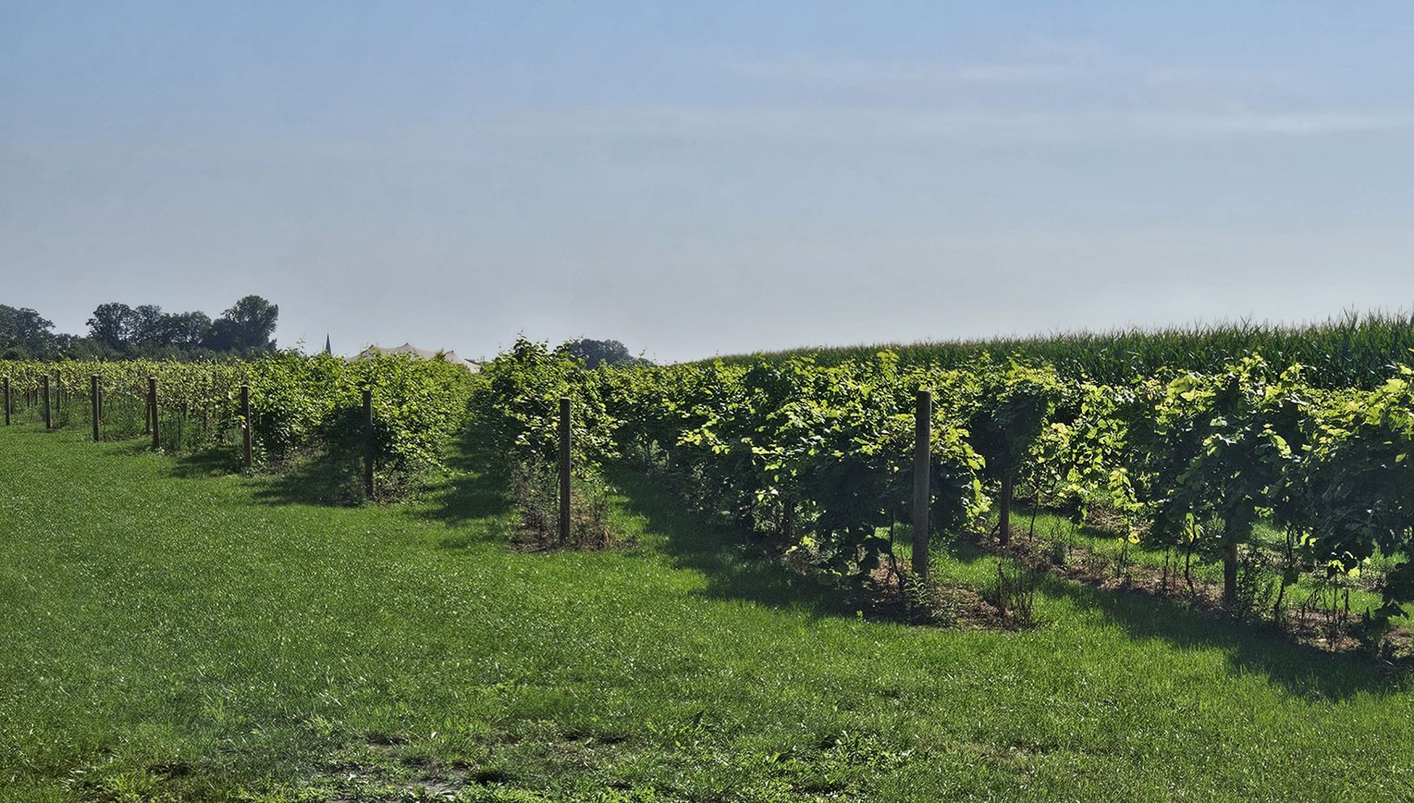 Weinanbau in Lastrup
