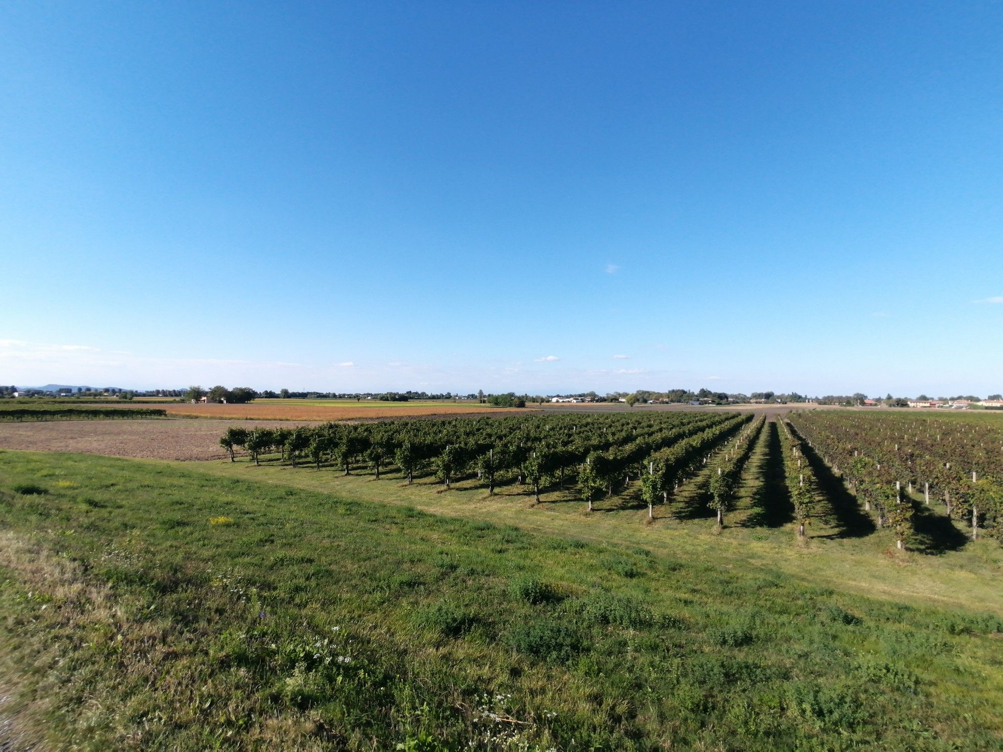 vigneti 