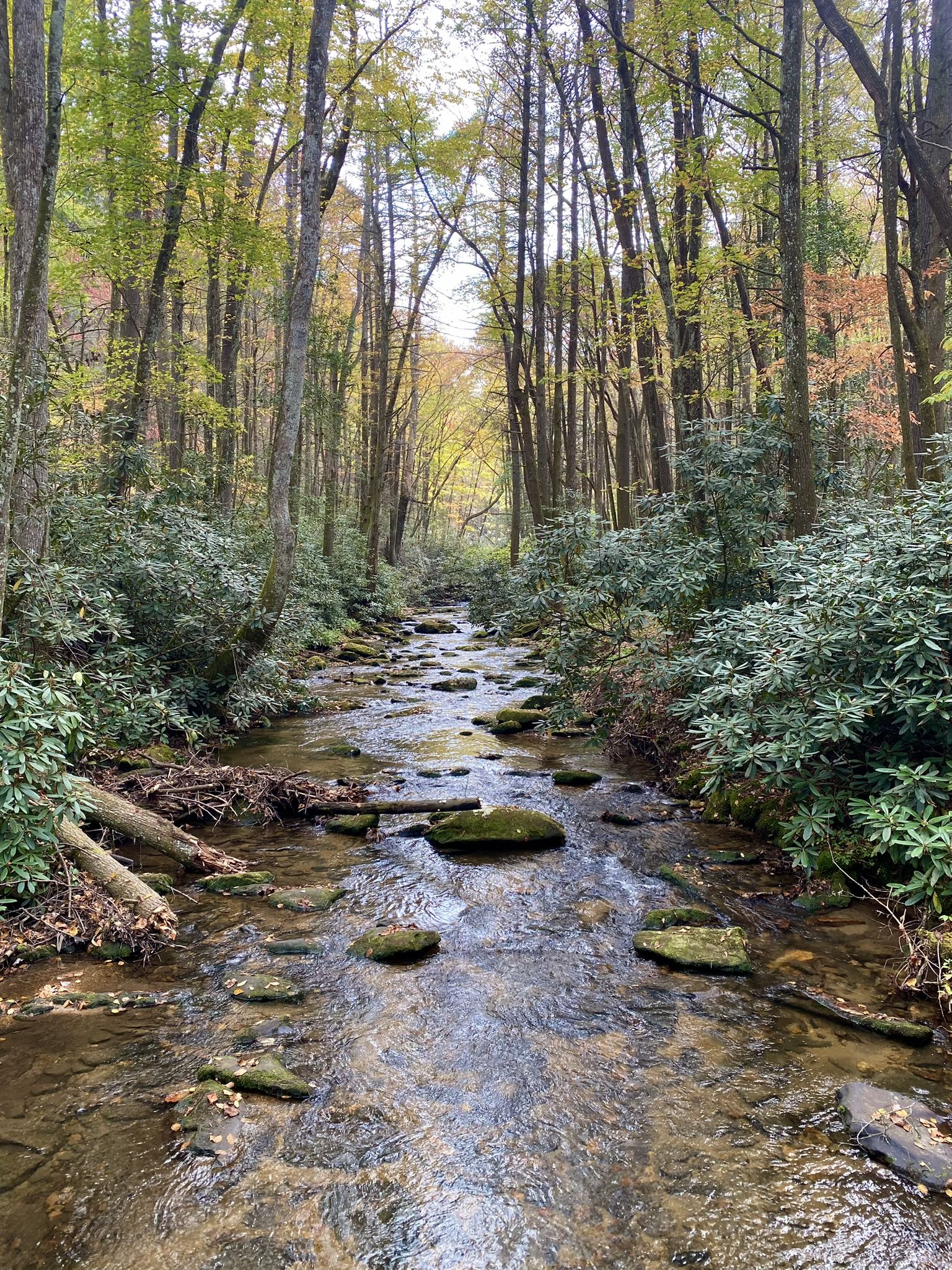 Forest stream with rocks and green foliage under soft natural light. - Appalachian and Benton MacKaye Trail Loop