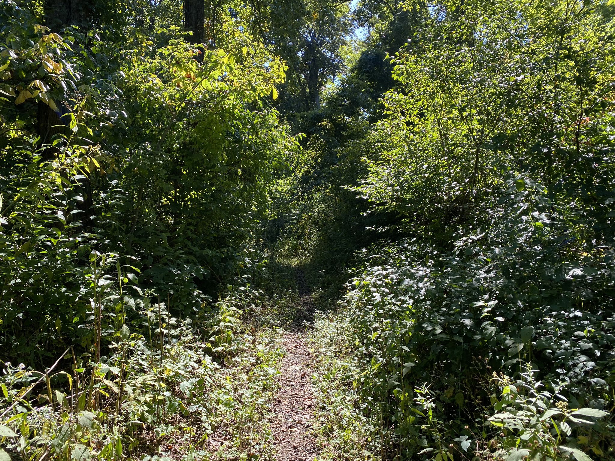 A sunlit, overgrown dirt path leads through dense green foliage. - Trico Fire Road loop from Thompson Dam