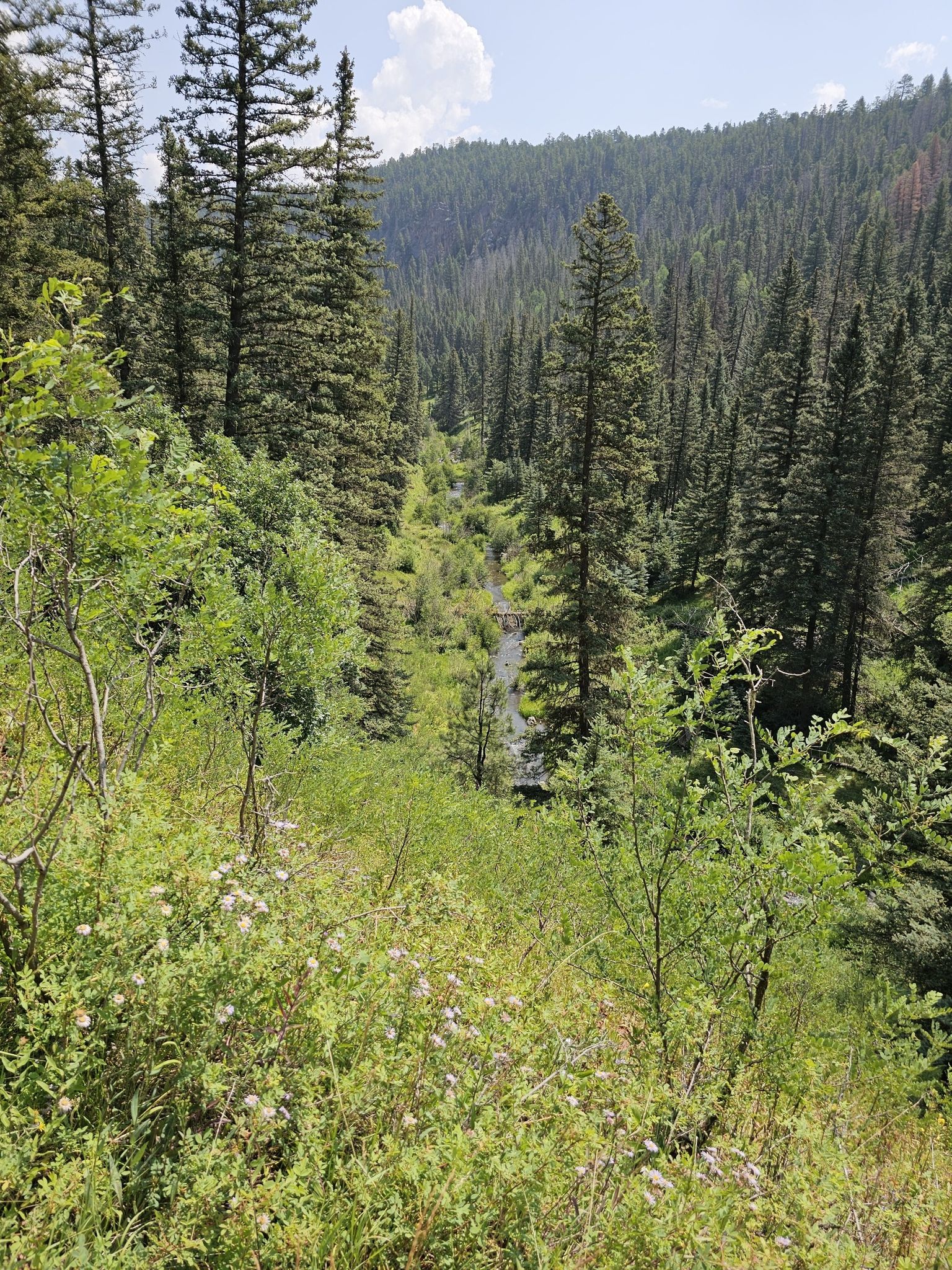 A lush green valley with dense pine forests under a bright sky. - Gravel loop from La Cueva