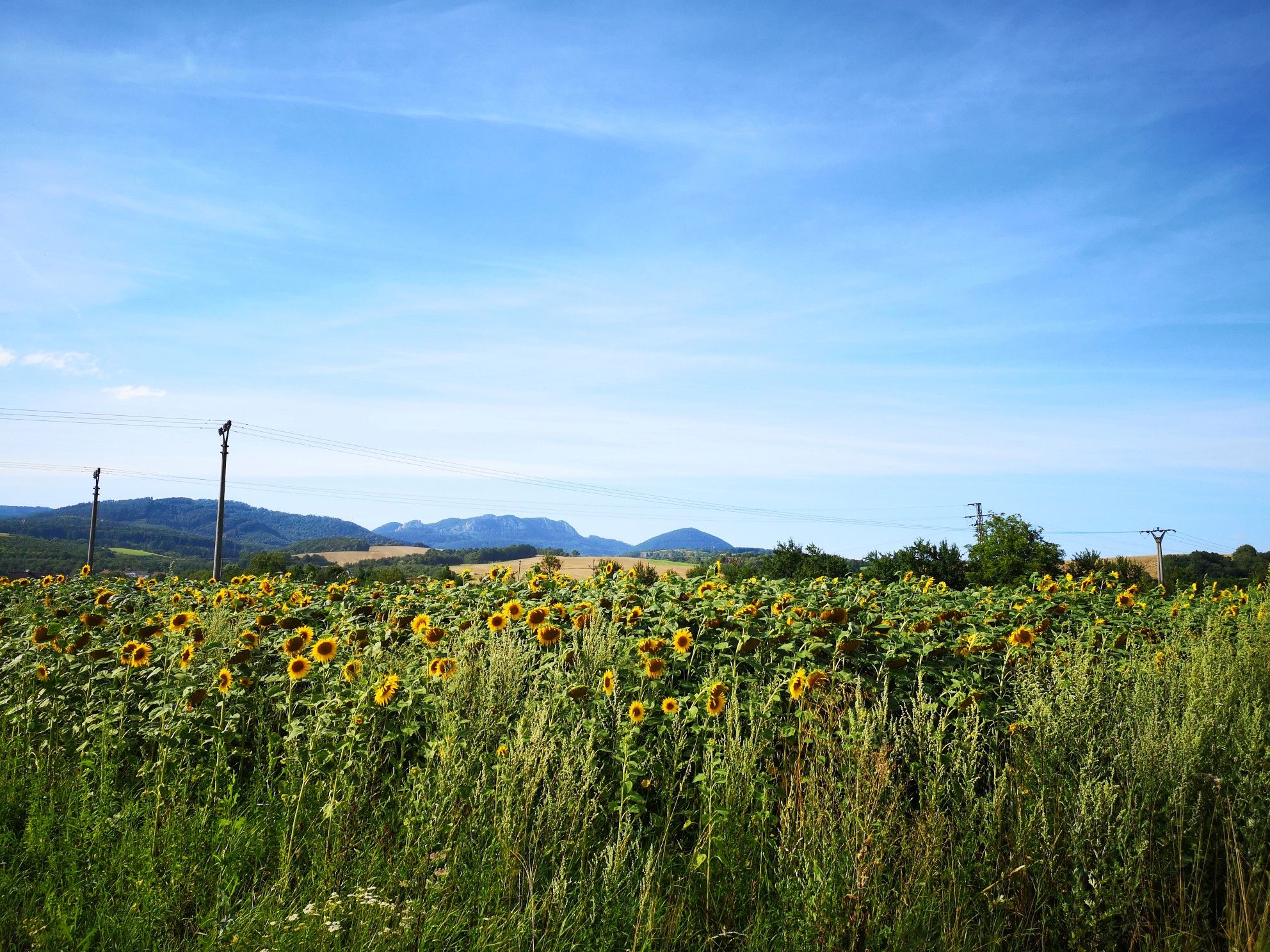 Sonnenblumen