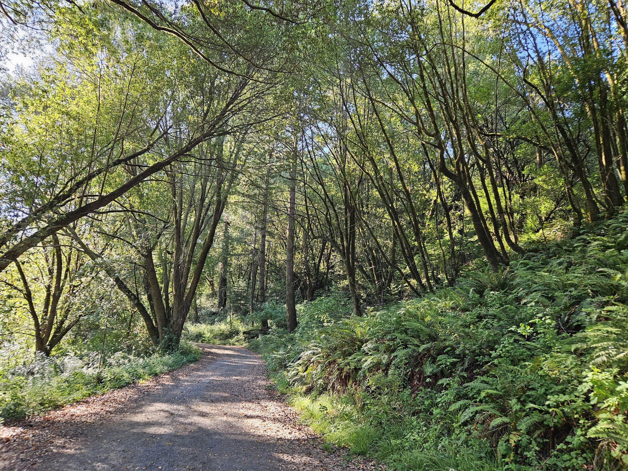 Sunlit dirt path winding through a dense green forest with ferns. - Islands in the Sky, Seven Springs, and Snaps Trail Loop