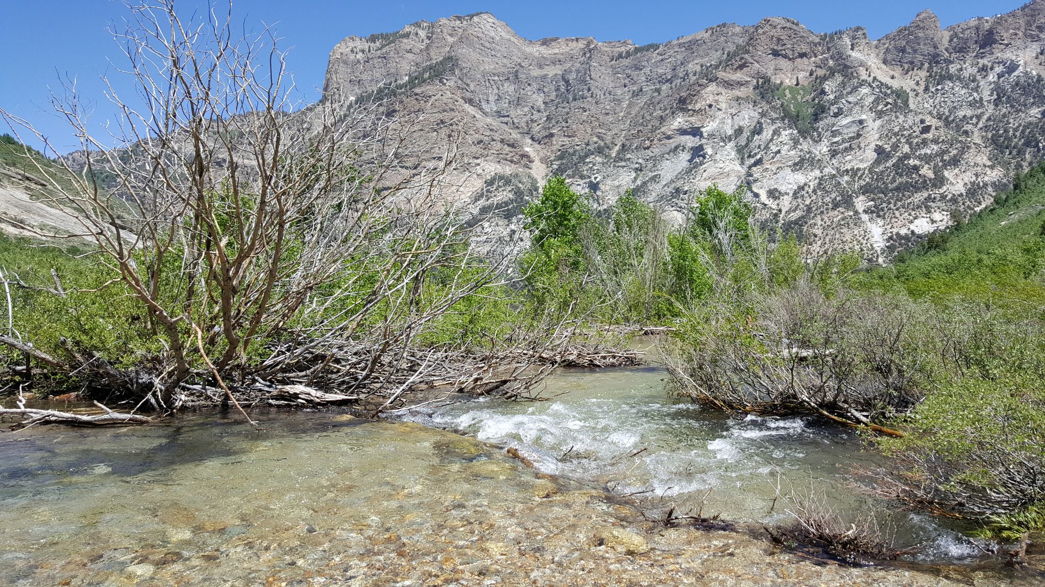 Clear stream flowing past bare trees with a rocky mountain backdrop. - Thomas Creek Trail