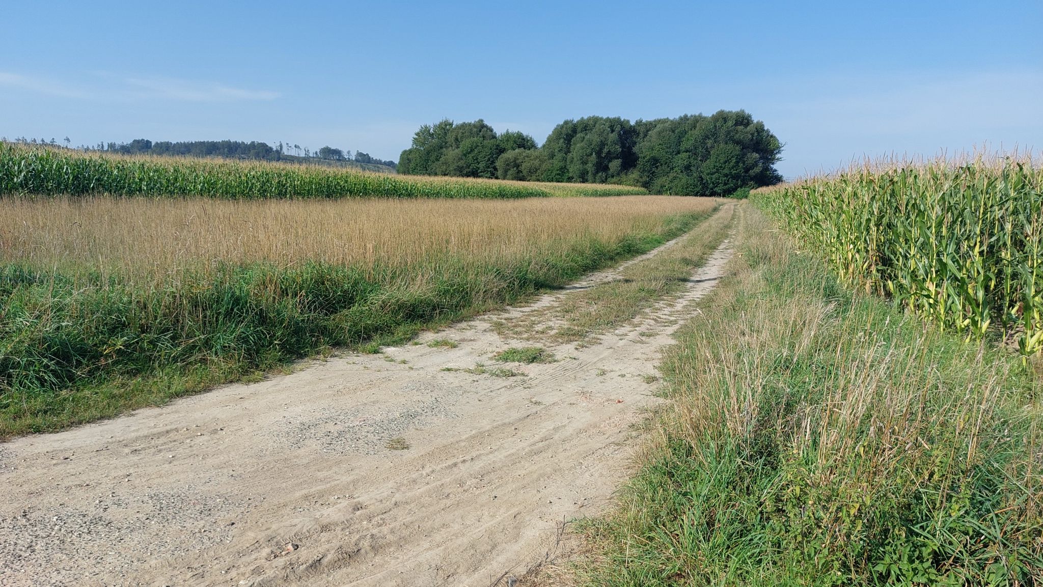 wieder in Sachsen