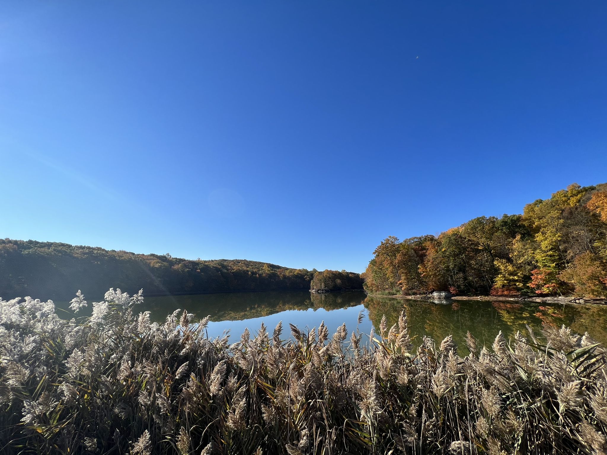 Tall golden grasses frame a sunny lake with vibrant autumn trees. - Rockaway River – Cedar Lake Swimming Dock loop from Denville
