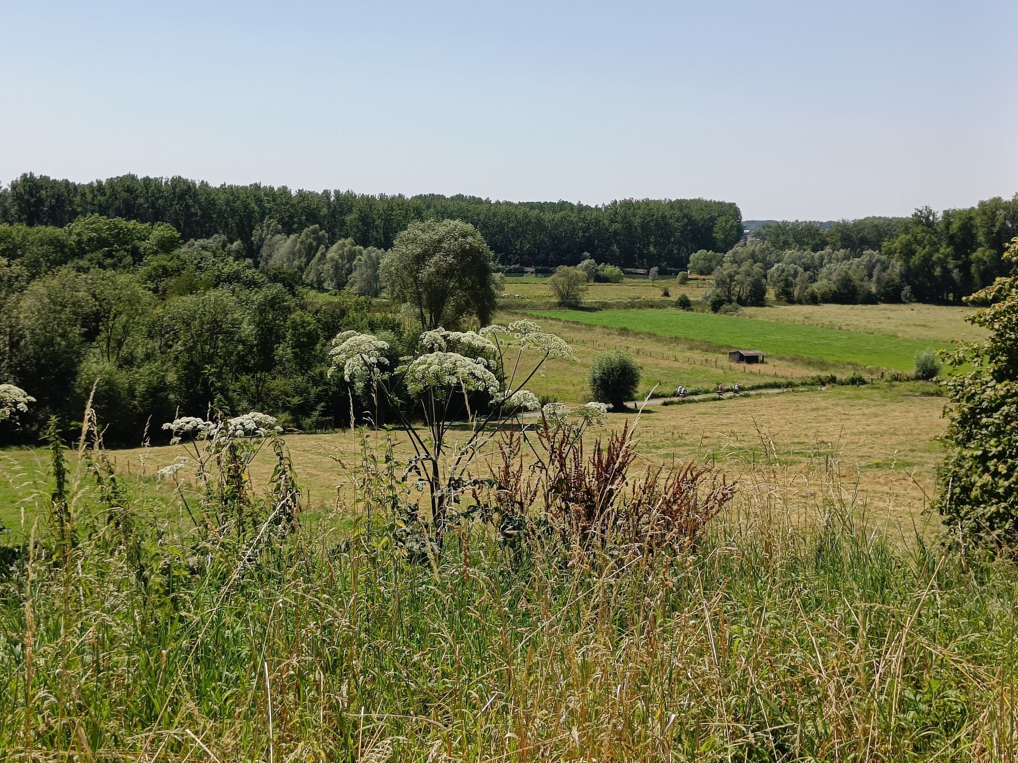 Dikkelvenne