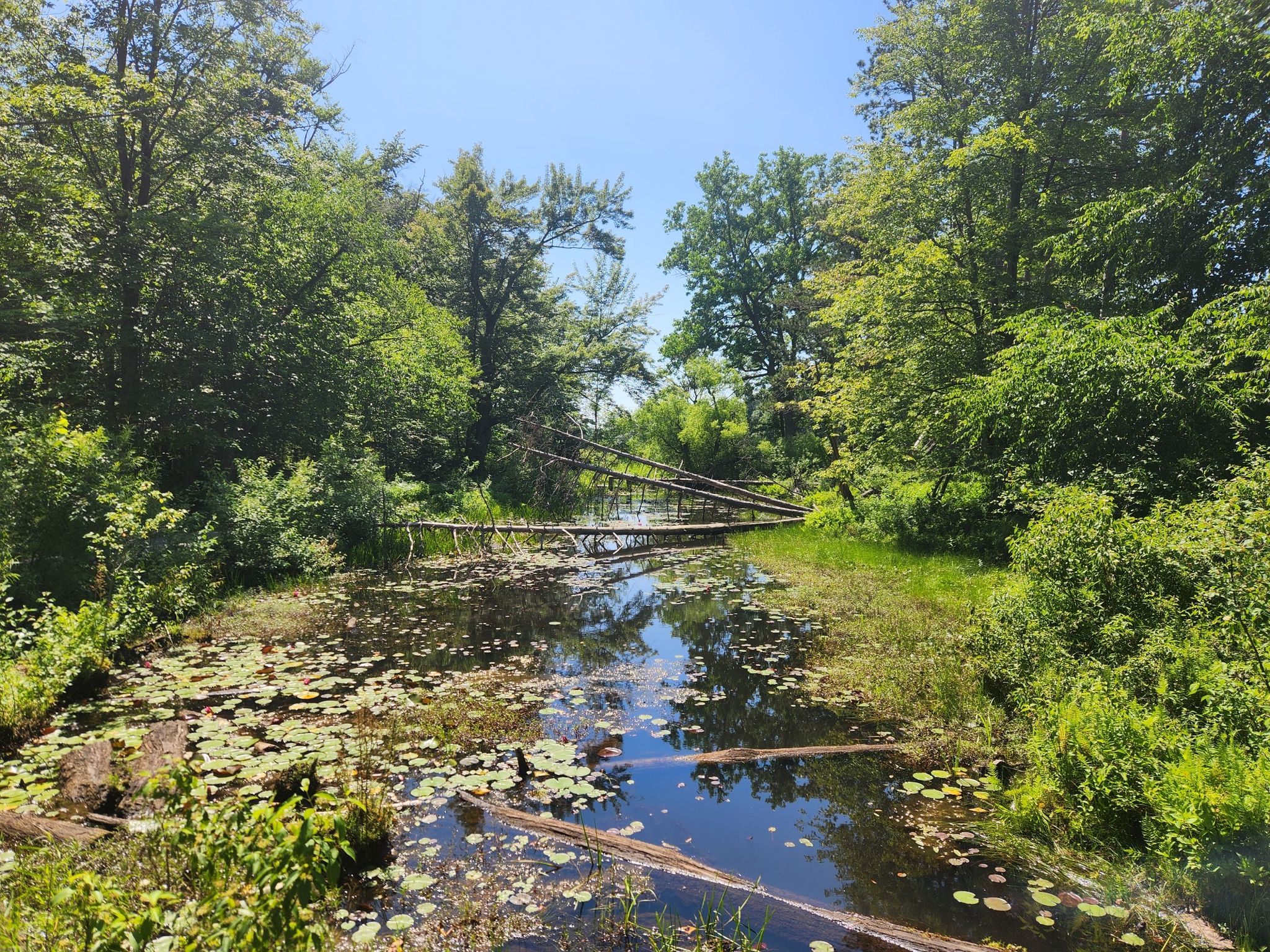 A narrow waterway with lily pads and fallen logs, surrounded by dense green forest. - Lilly Pond Loop Trail loop from Reinstein Woods Nature Preserve And Environmental Education Center