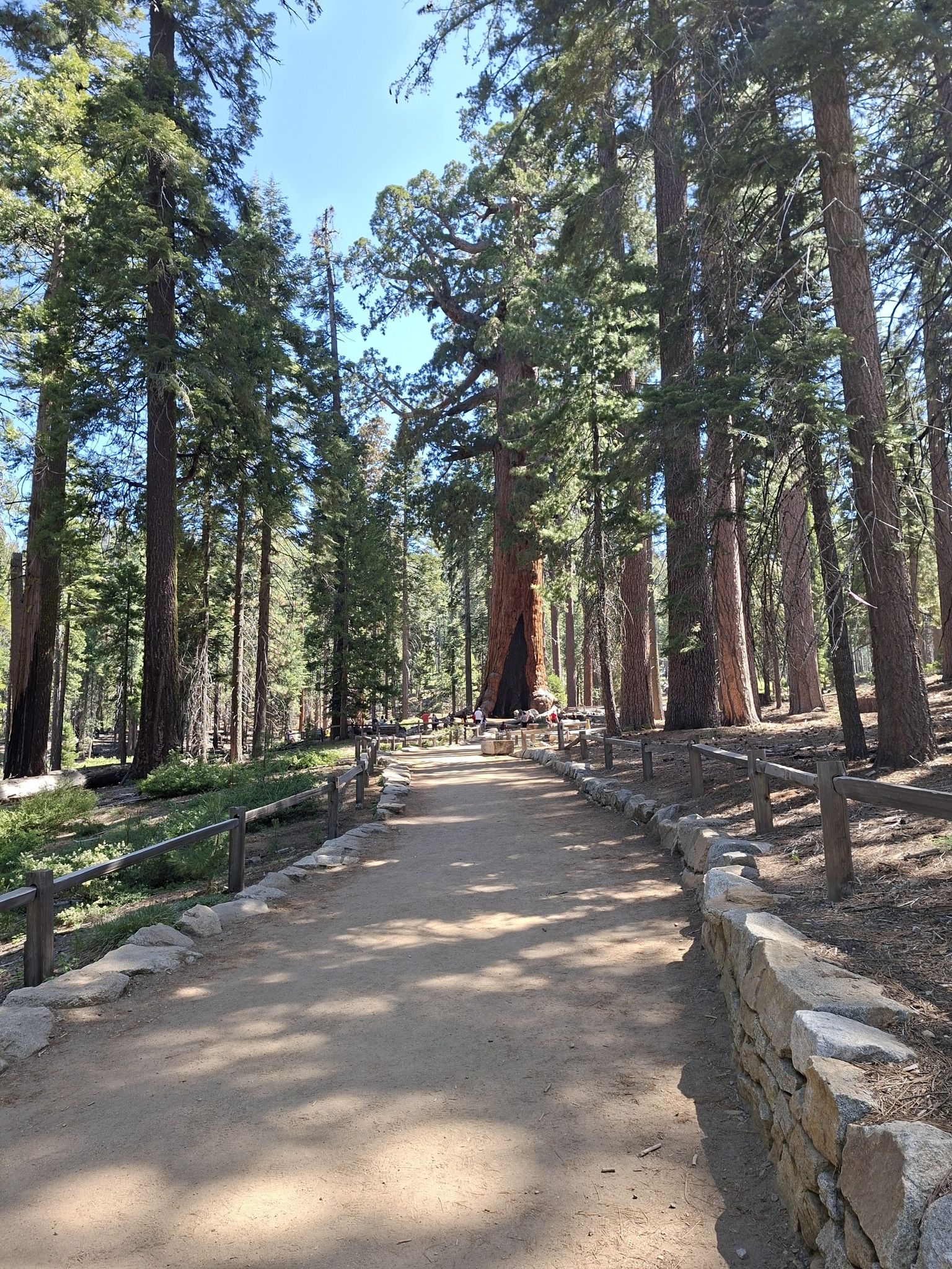 A sunny dirt path winds through a dense forest of towering trees. - Mariposa Grove Trail