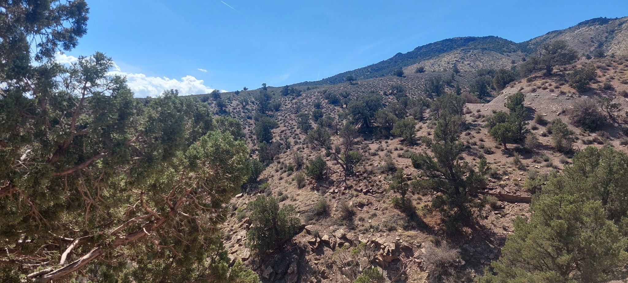 Arid, rocky hillside covered with scattered green trees under a bright sky. - Rattlesnake Gulch and Toquerville Falls Loop