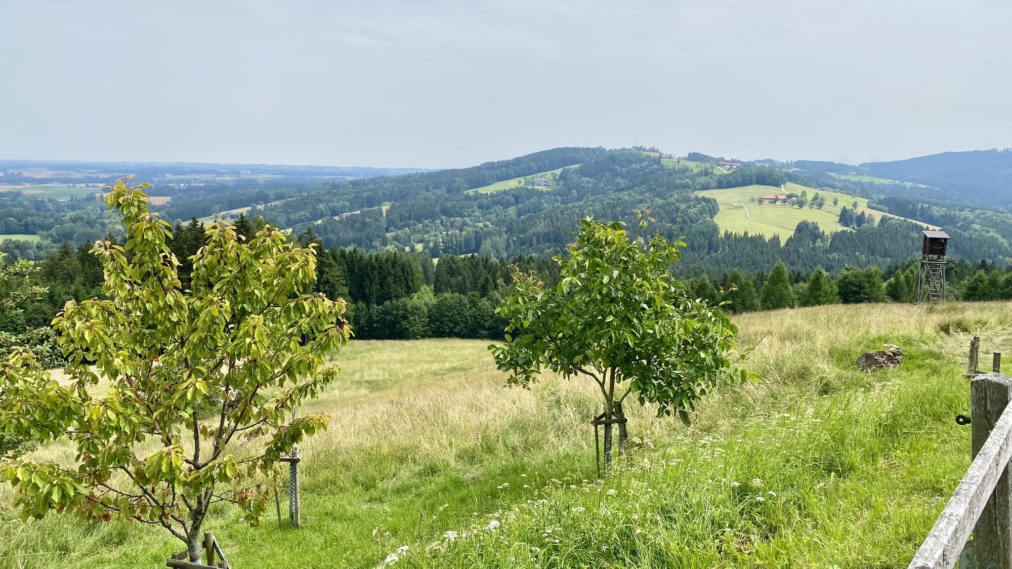 -> Feichtenberg