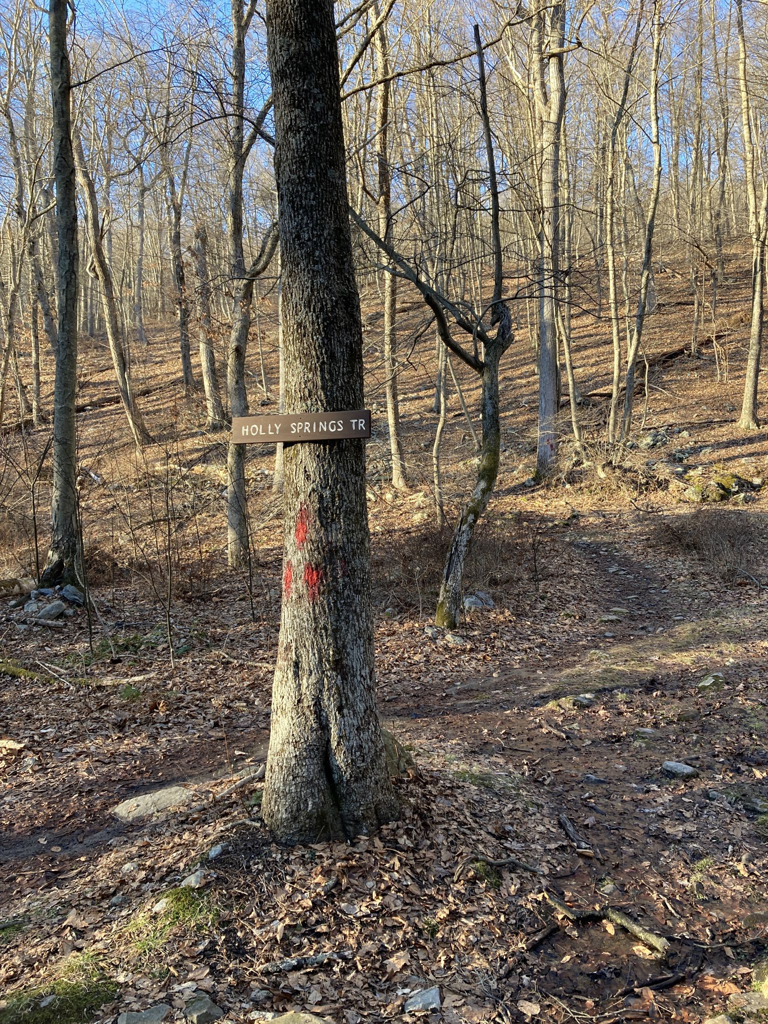 A tree with a trail sign and red markings in a sunny, bare forest. - Sunfish Pond via Farview, Appalachian, and Dunnfield Creek Trails Loop