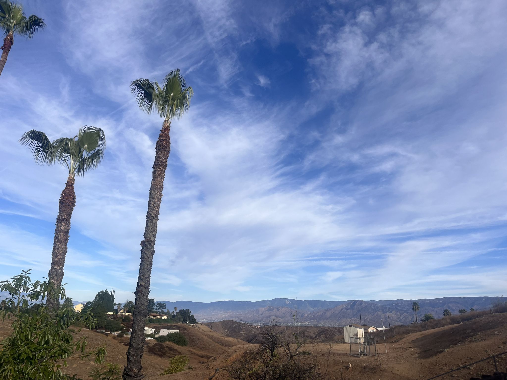 Tall palm trees frame rolling hills and distant mountains under a cloudy sky. - Yucaipa to Highland via Sunset Drive South loop