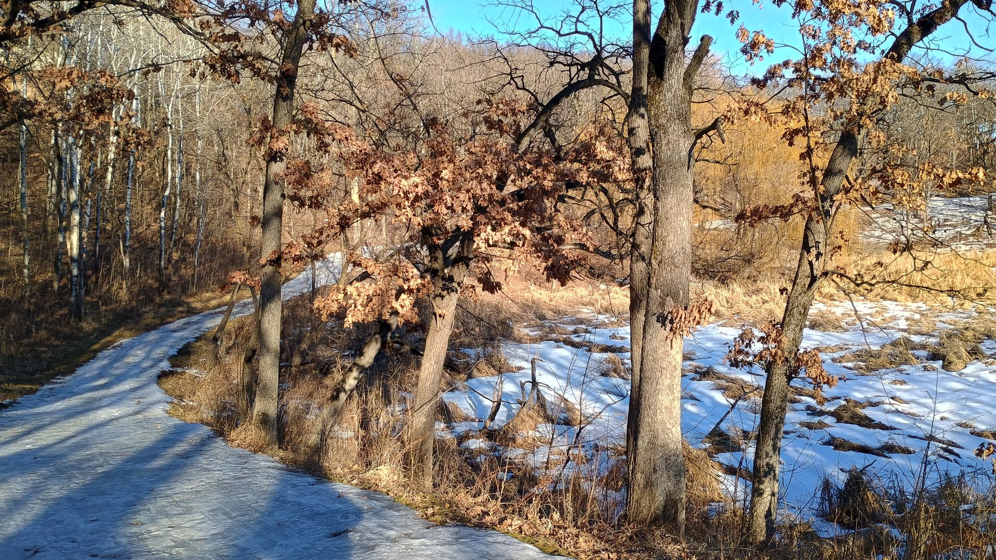 A snowy path winds through a winter woodland with bare trees and bright sunlight. - Voyageur Trek