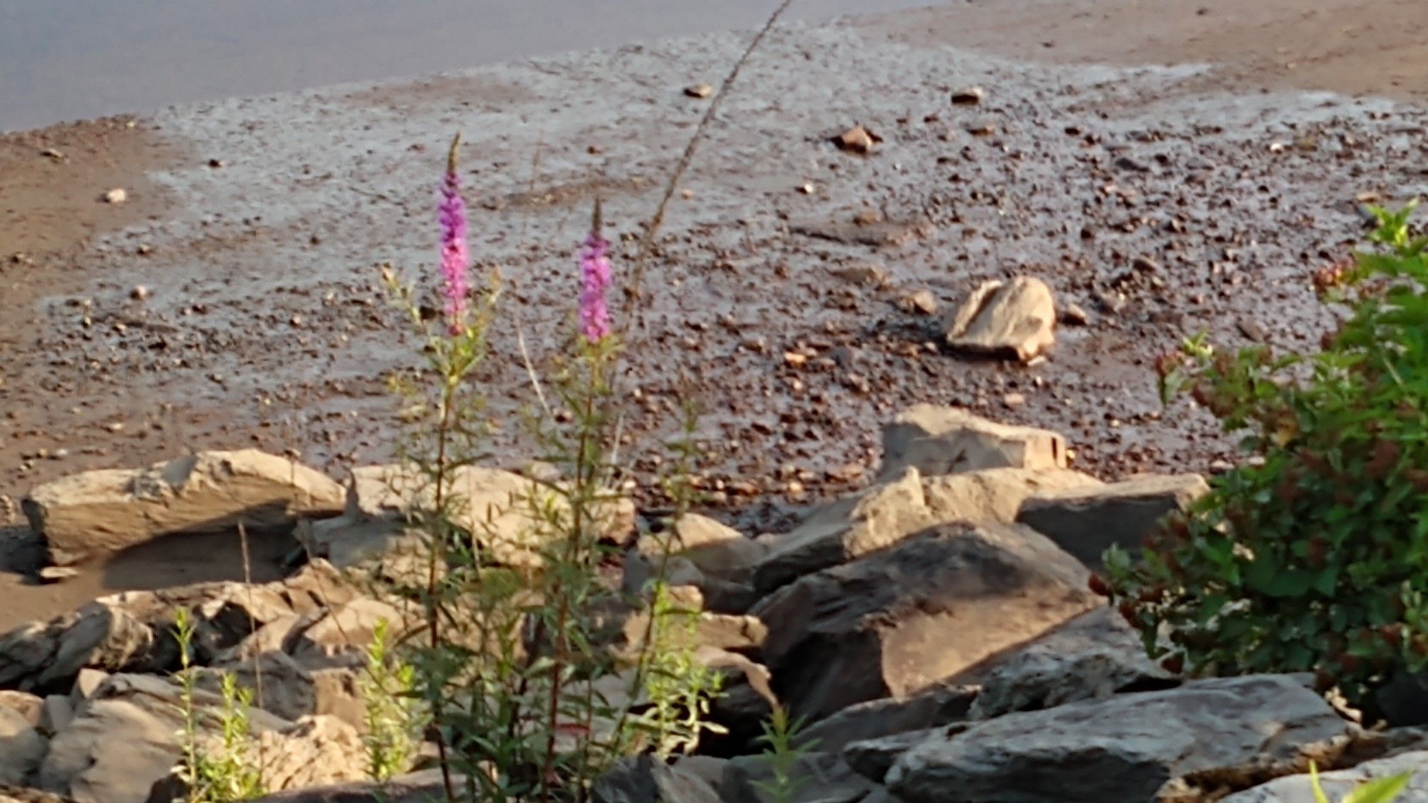 Two purple flowers grow among rocks on a muddy shore by calm water. - Brewer Riverwalk Loop