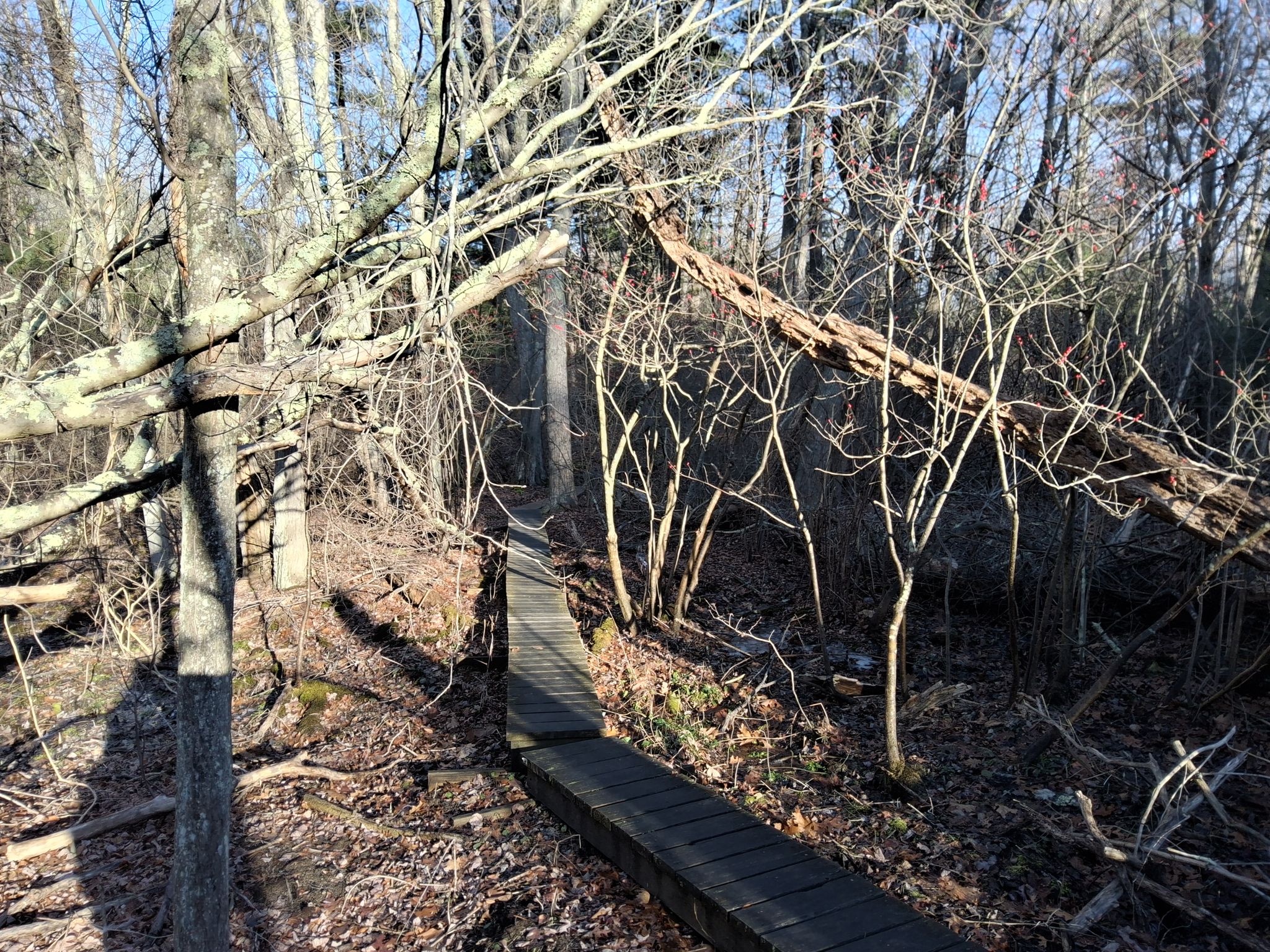 Wooden boardwalk winding through a sunlit forest with bare trees and fallen leaves. - Massapoag Trail