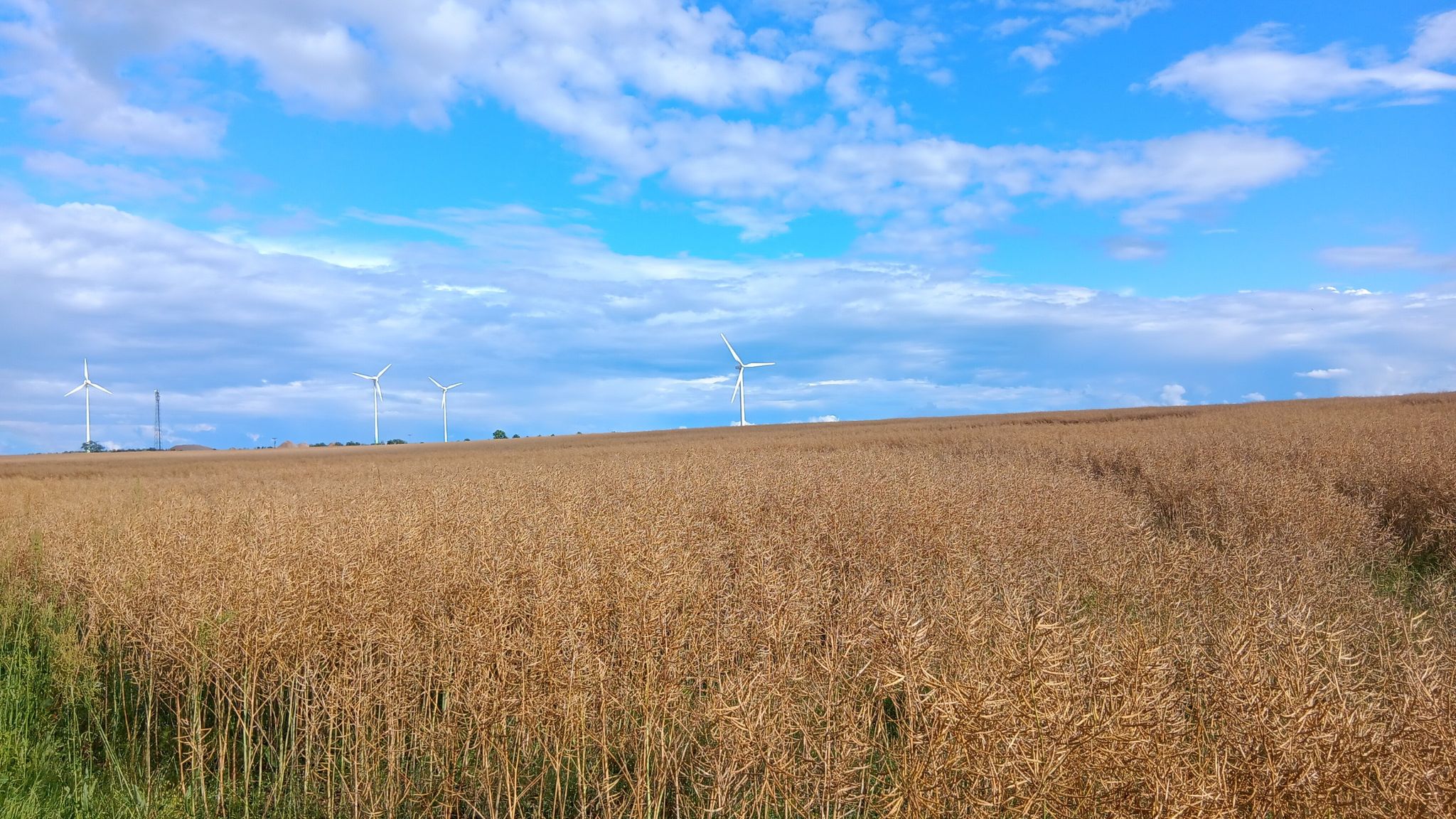 Rapsfelder und windräder soweit man schauen kann