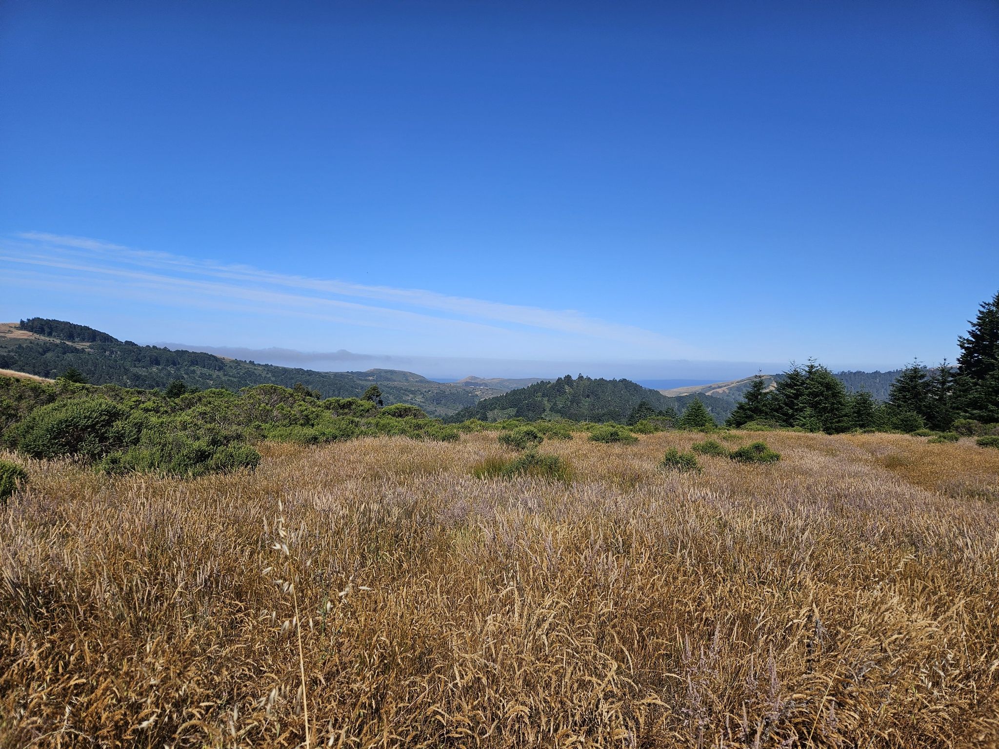 Golden grass field under a clear blue sky, with distant green hills. - Island in the Sky and Fern Tree and Badger Hill Vista Trail Loop