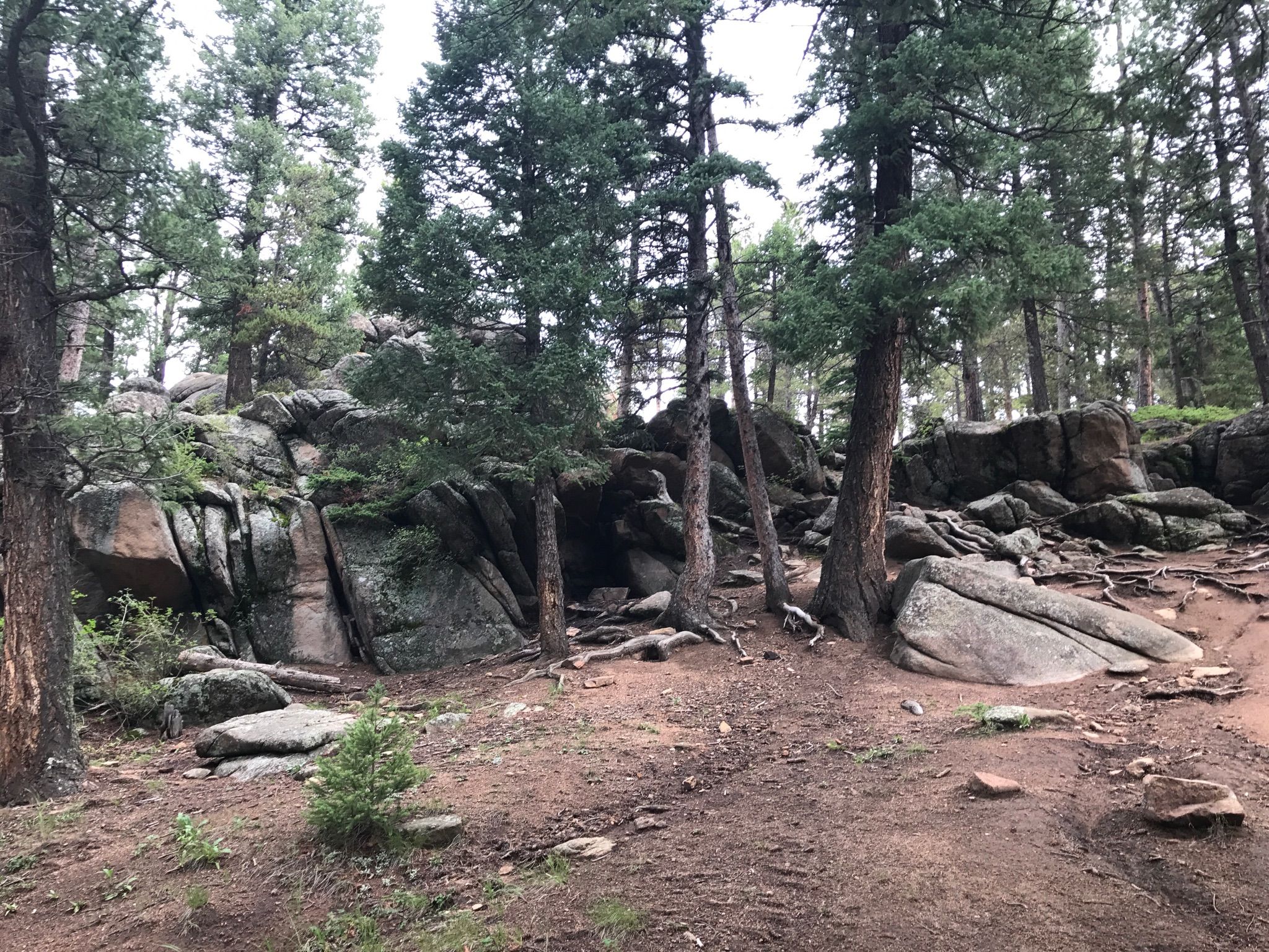 A rocky forest floor with large boulders and tall pine trees under an overcast sky. - Lower Maxwell Falls Trail