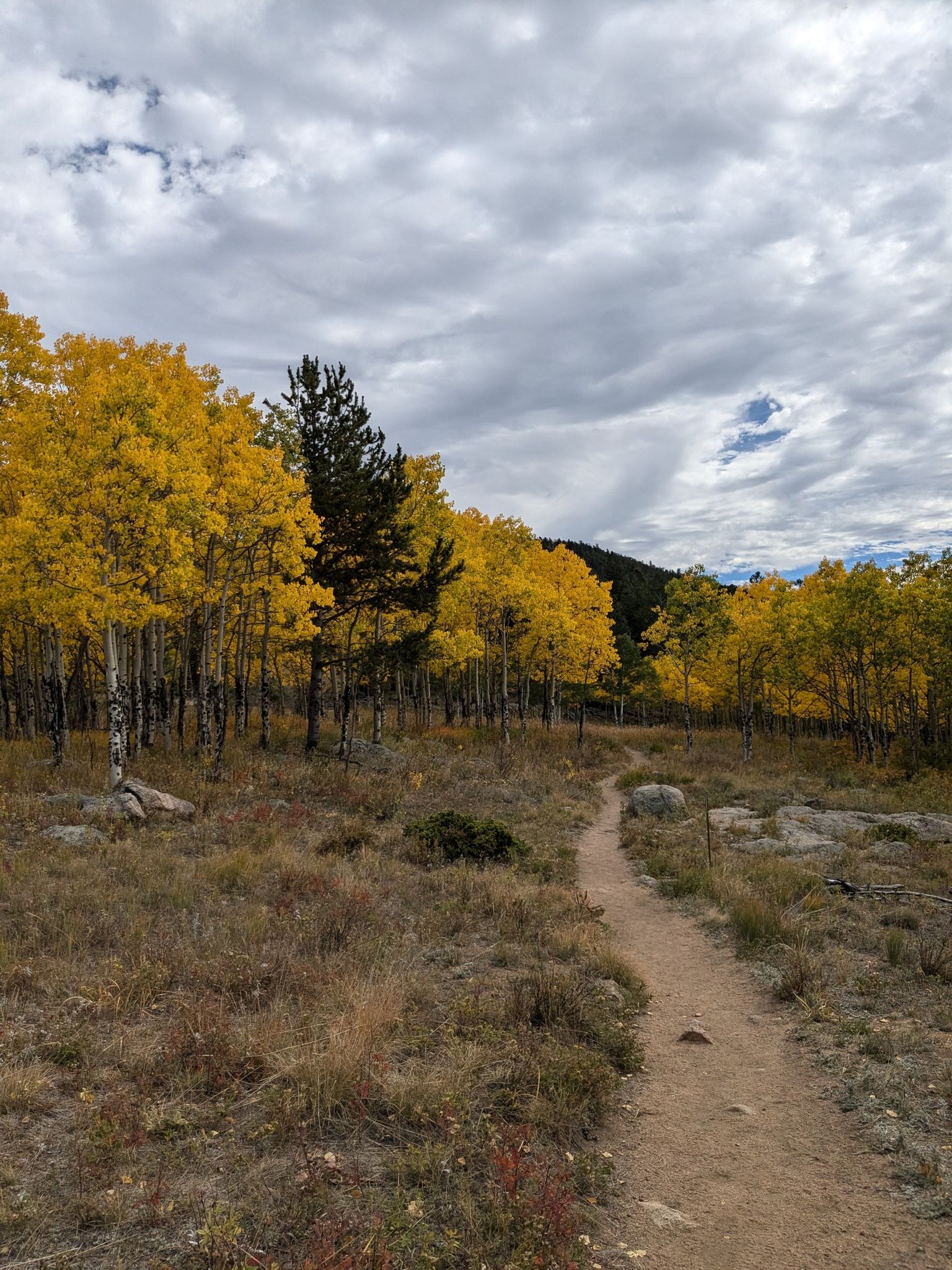 A dirt path winds through a forest of golden aspen trees under a cloudy sky. - Mule Deer Trail