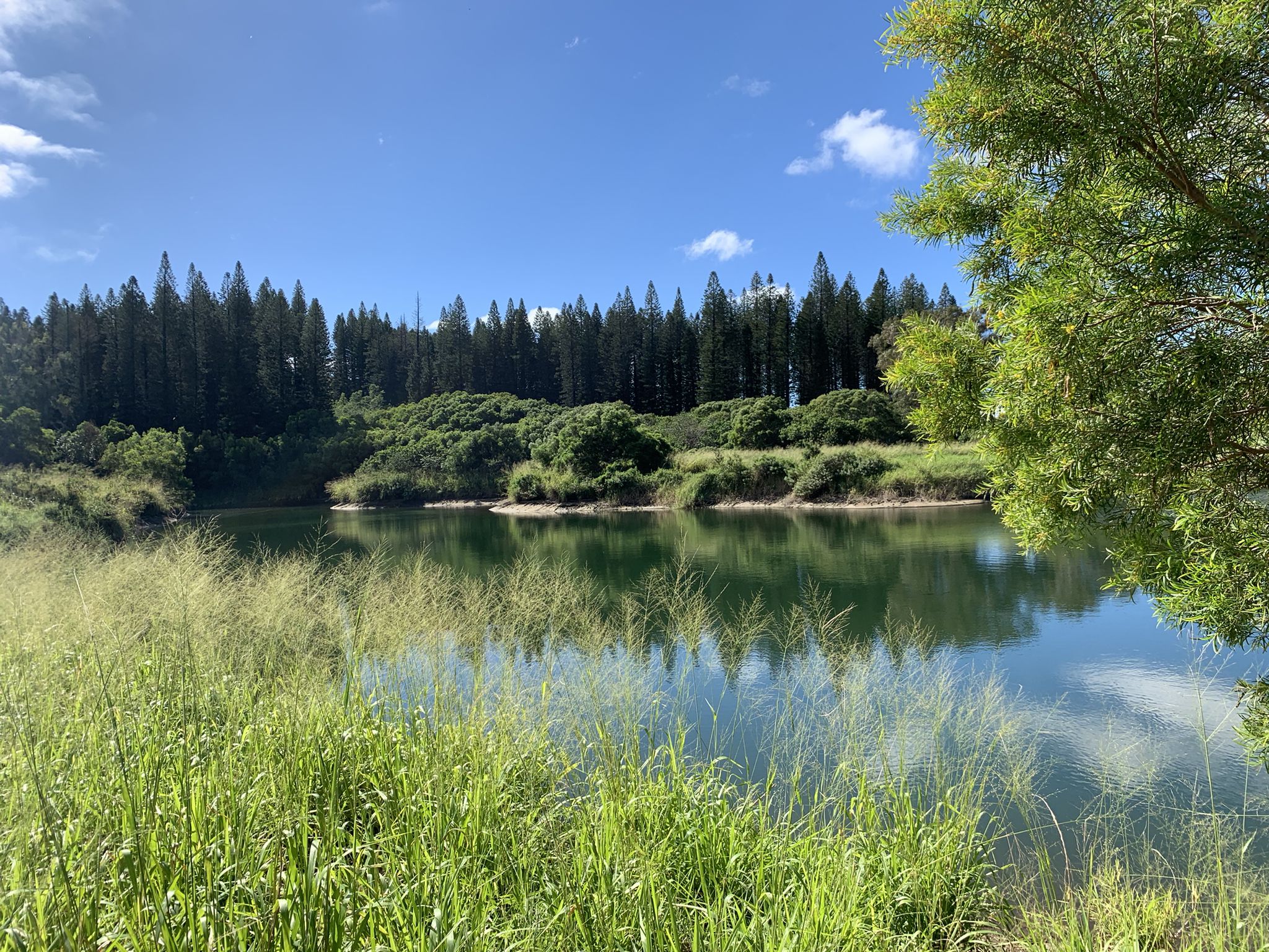 Calm water reflecting blue sky, surrounded by tall grass and dense trees. - Kapalua Village Trails loop