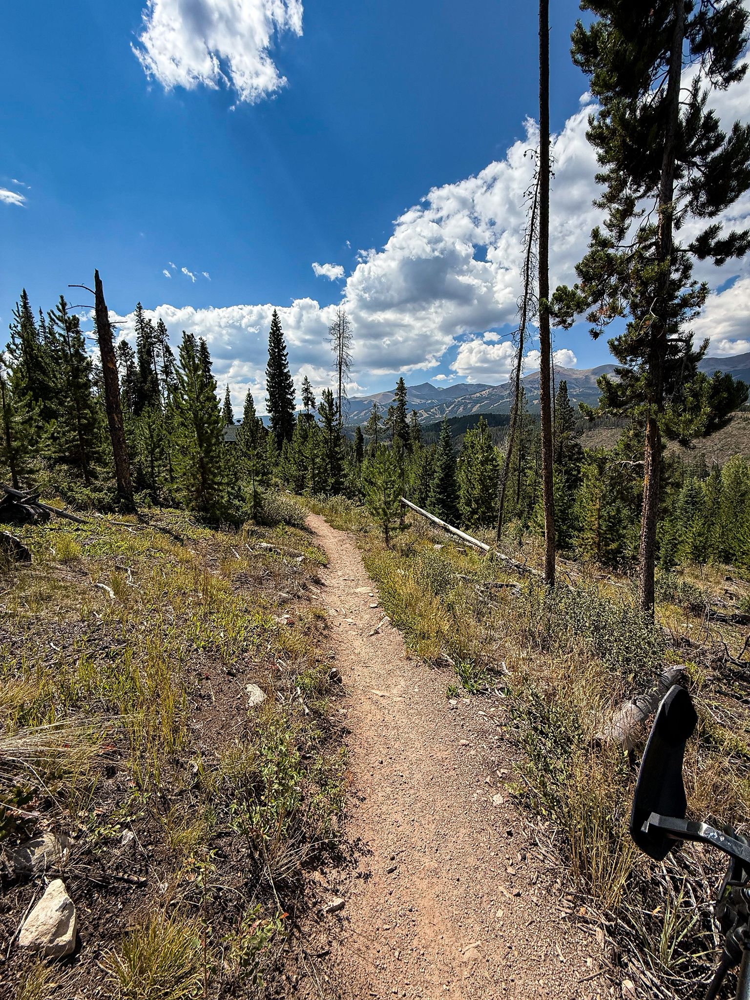 A narrow dirt trail winding through a sunny pine forest. - Mike's Trail and Upper Flume Trail Loop
