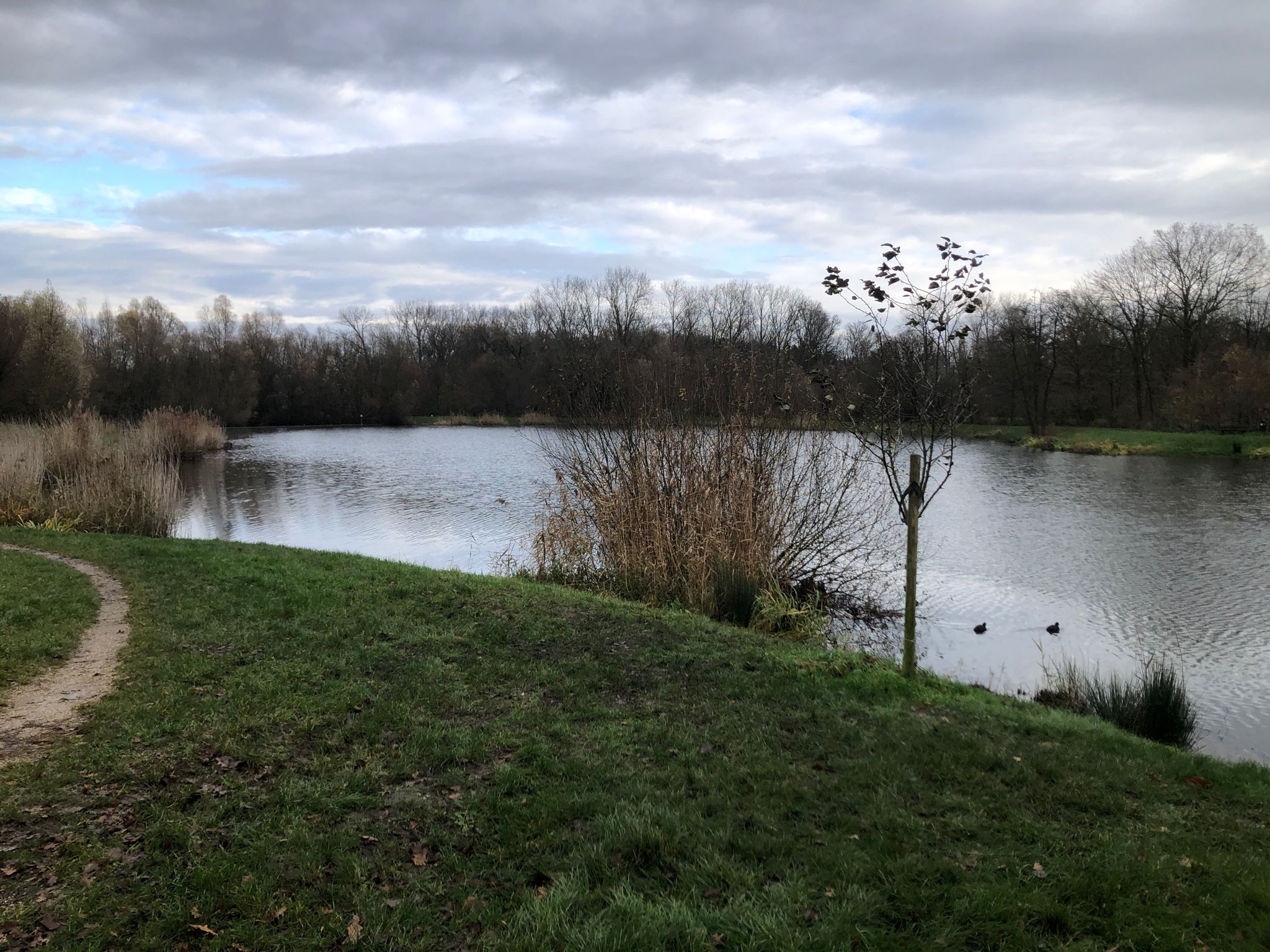 Visvijver langs de Bosweg, Dieteren