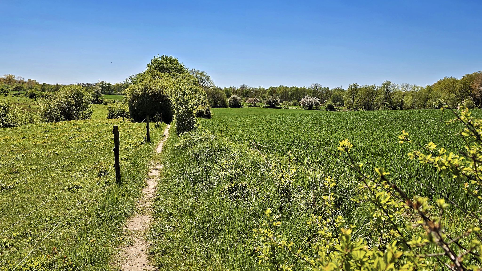 Vegetation