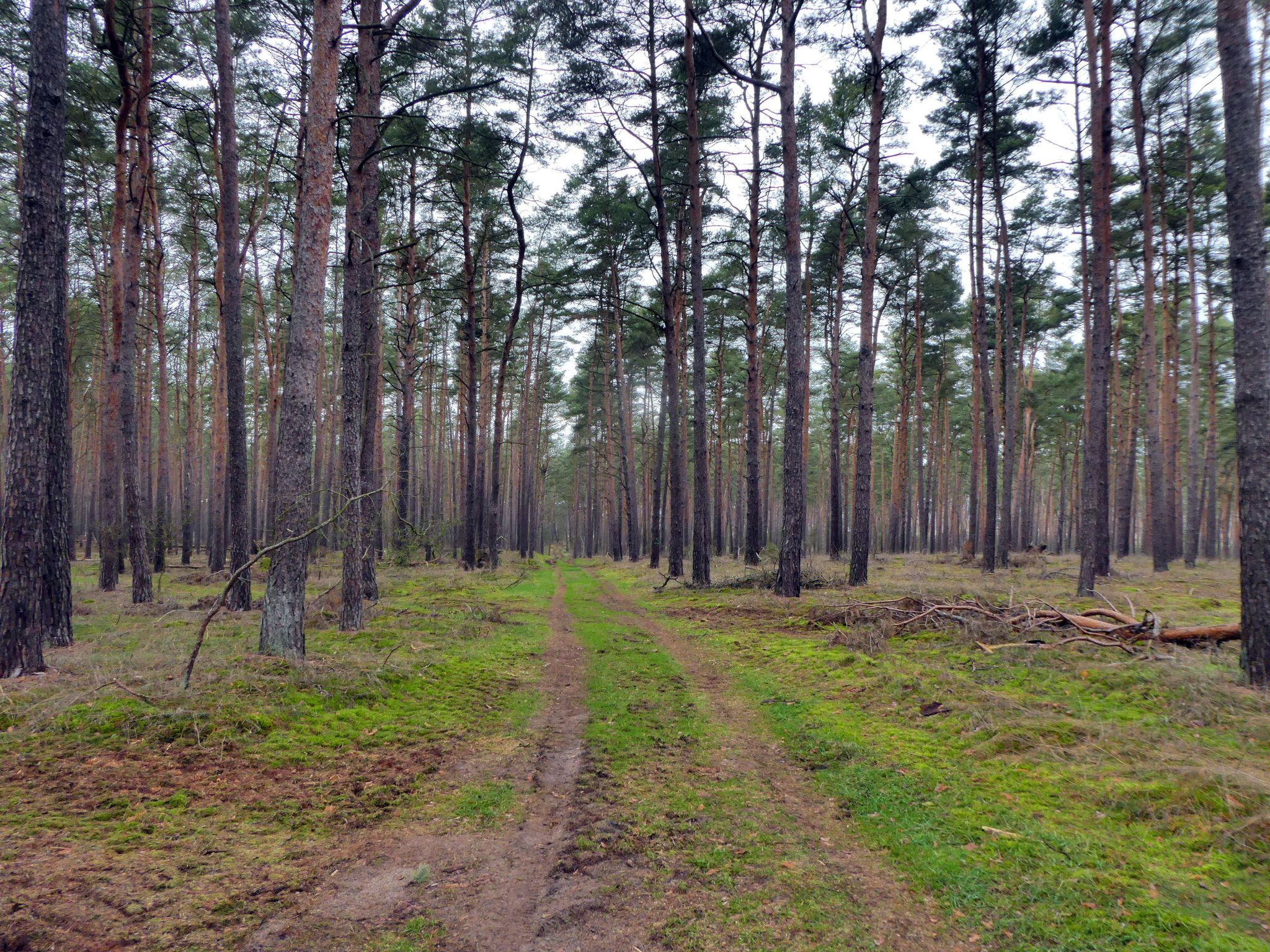 Waldwege ohne Ende - herrlich