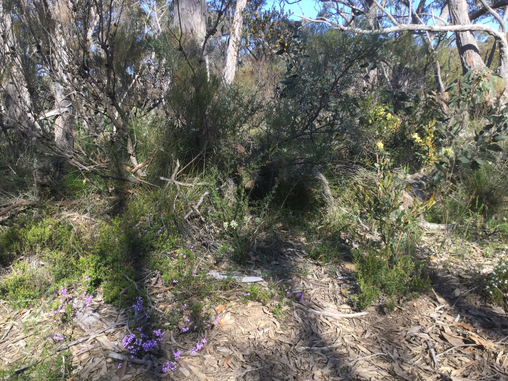 Spring wildflowers 