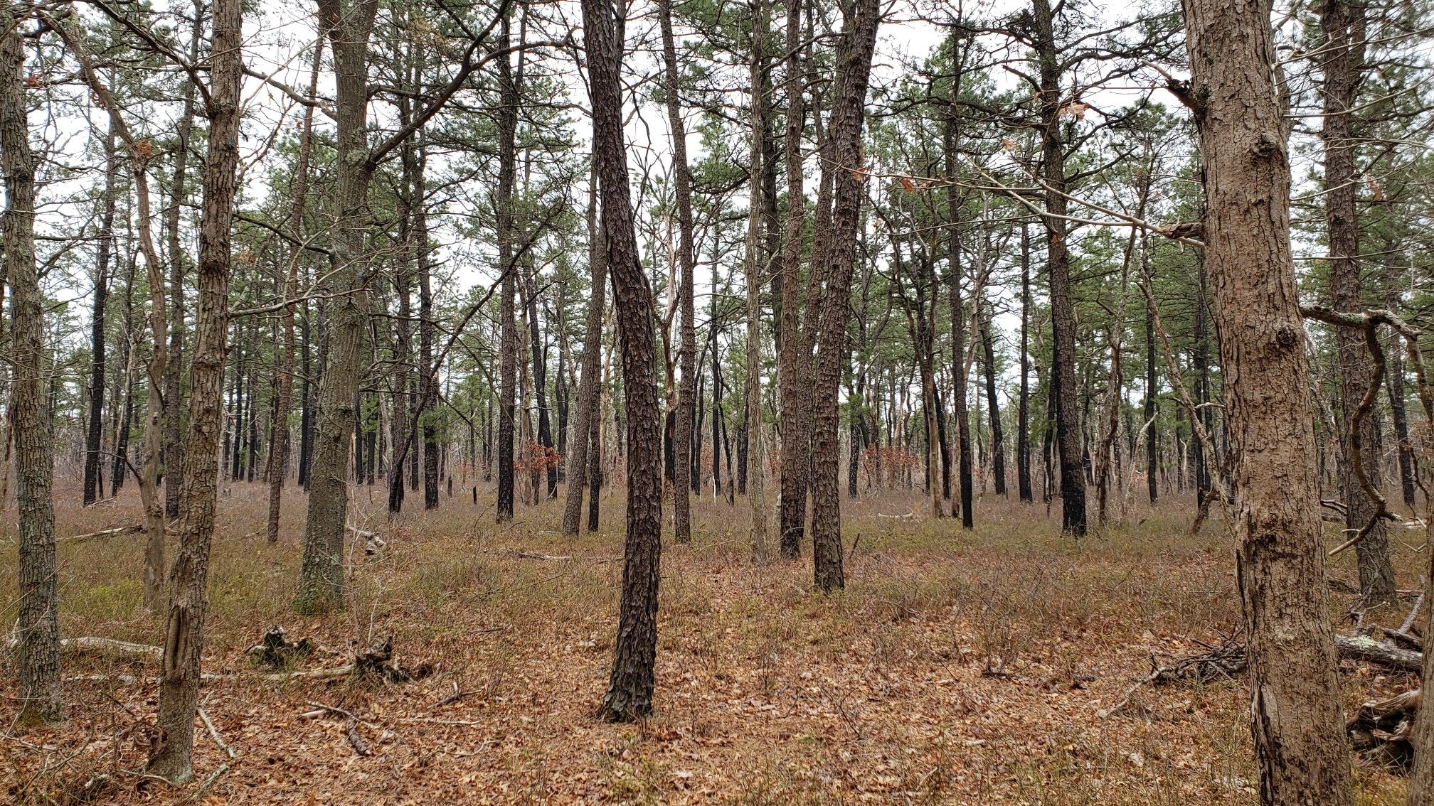 Dense forest with tall, thin trees and a leaf-covered floor under overcast sky. - Pine Trail Nature Preserve