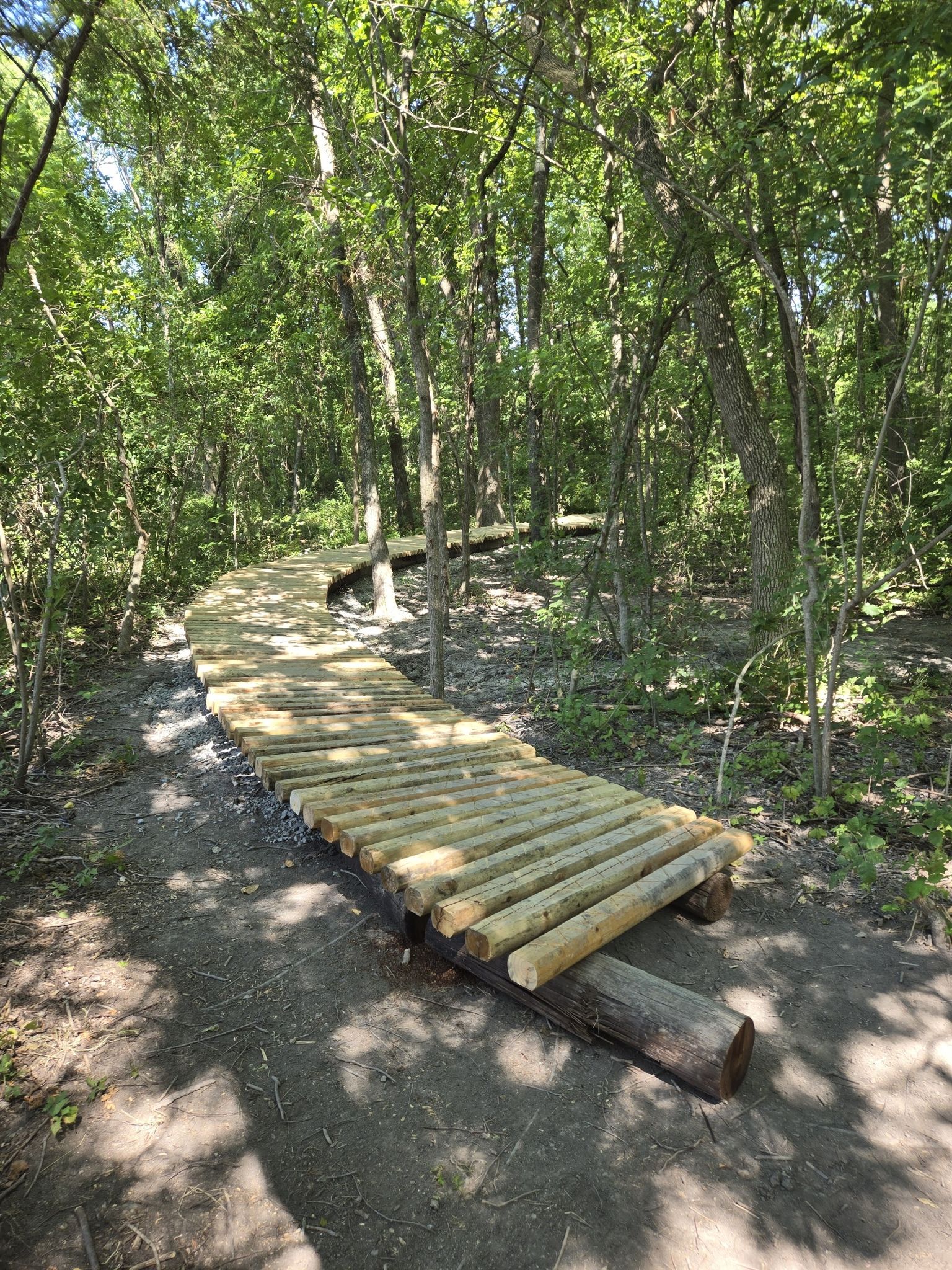 New wooden boardwalk winding through a sunny, green forest. - Hilltop Pavilion in Erwin Park – Old Weston Post Office loop from Hilltop Pavilion