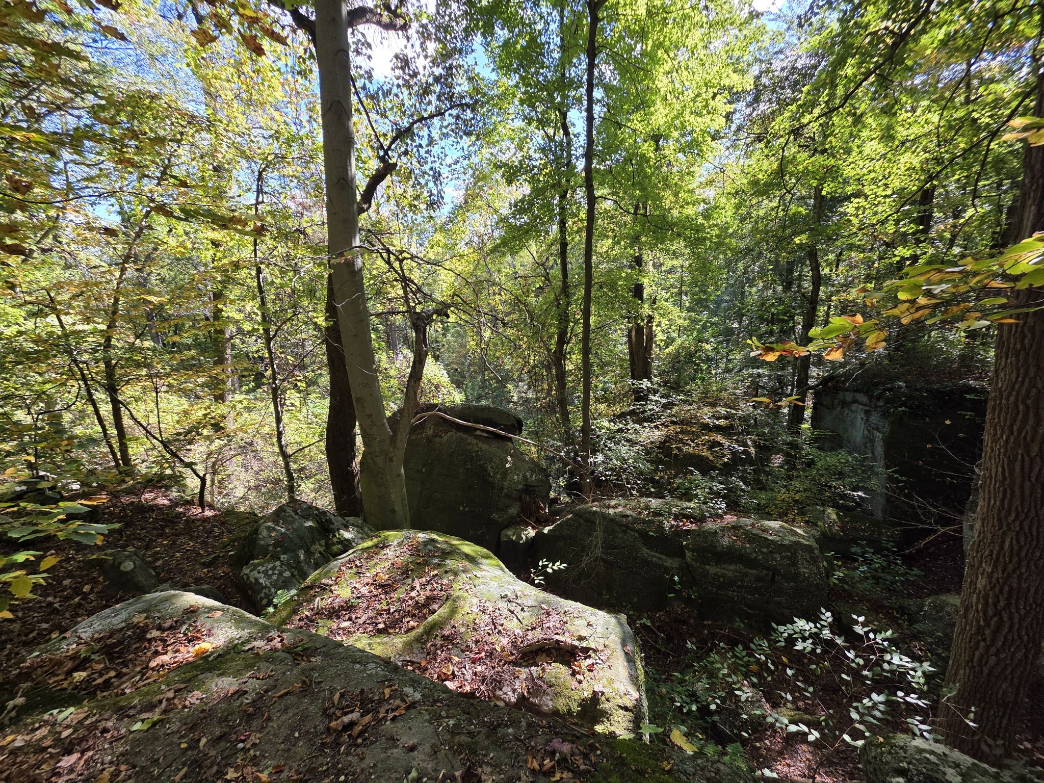 Sunlit forest floor with large mossy boulders and tall trees. - Lucky Stone Loop Trail