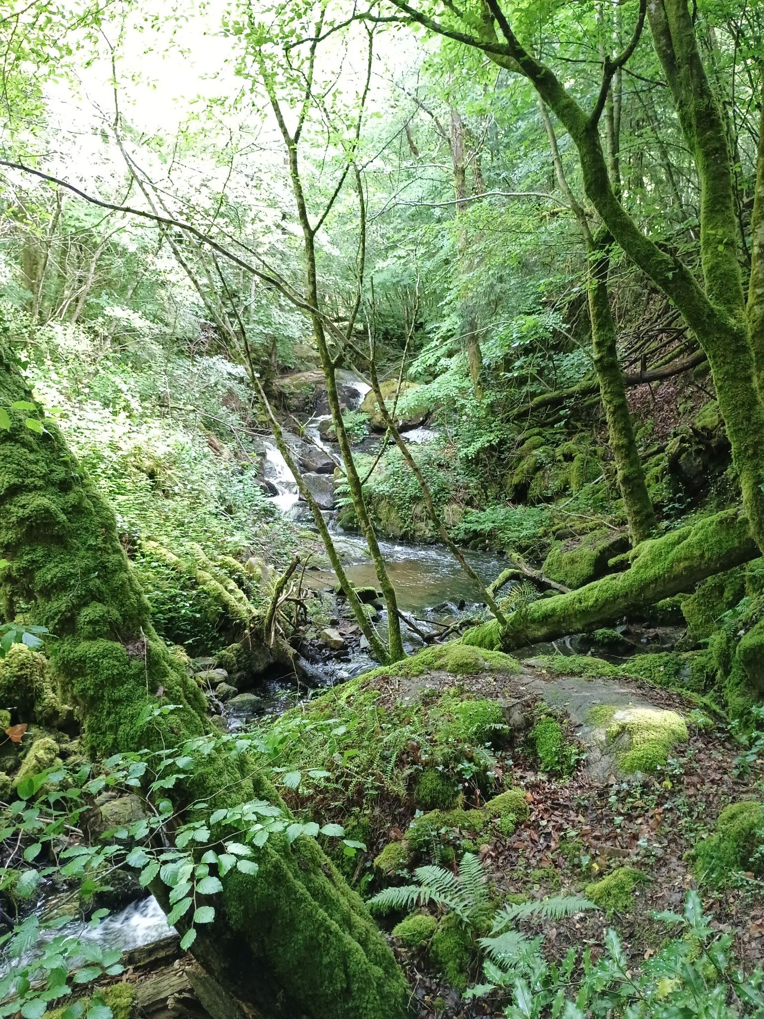 cascade