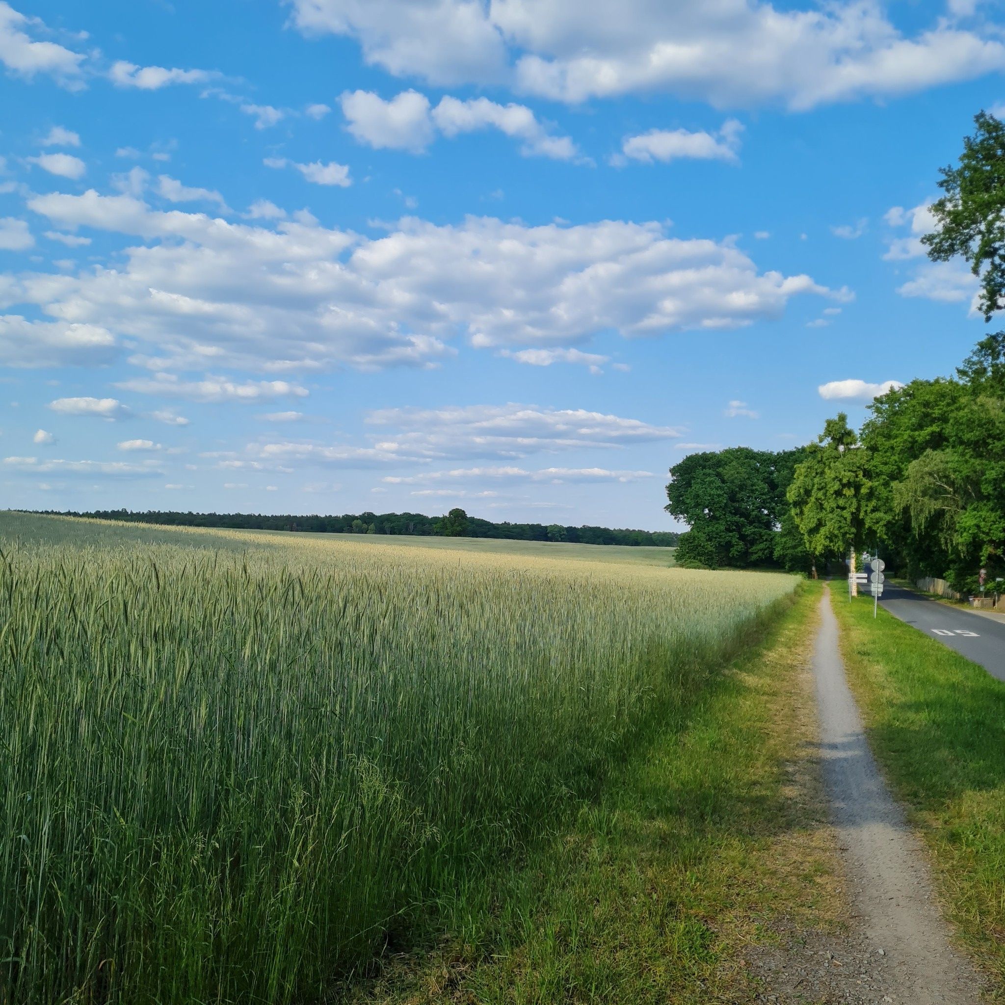Immer am Kornfeld entlang