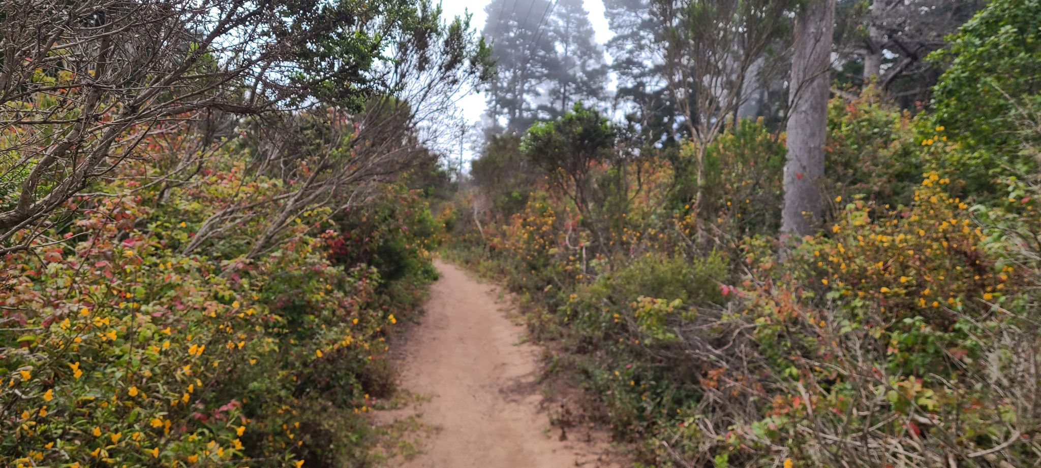 Narrow dirt path winding through dense green and yellow-leafed bushes. - Black Hill loop from Morro Bay