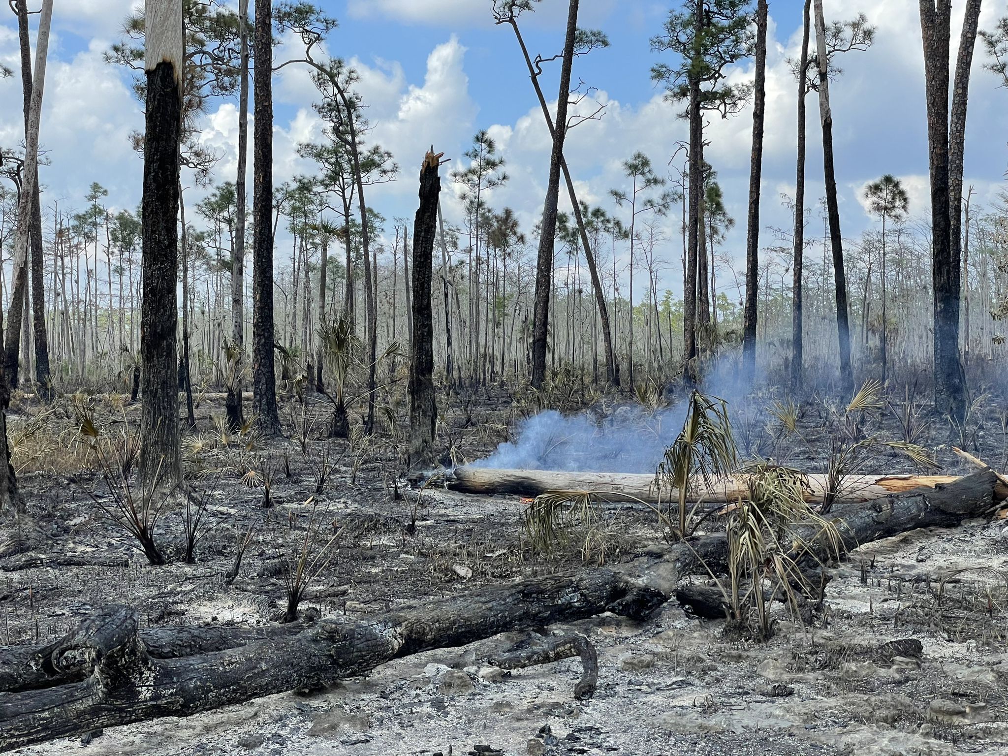 Burnt forest with smoke rising from a fallen log under a cloudy sky. - Florida Trail: Big Cypress National Preserve