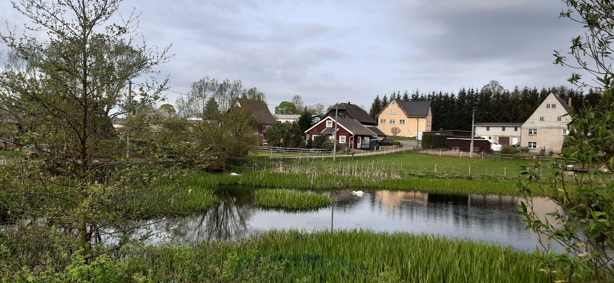 brütendes Schwanenpaar am Timmelteich