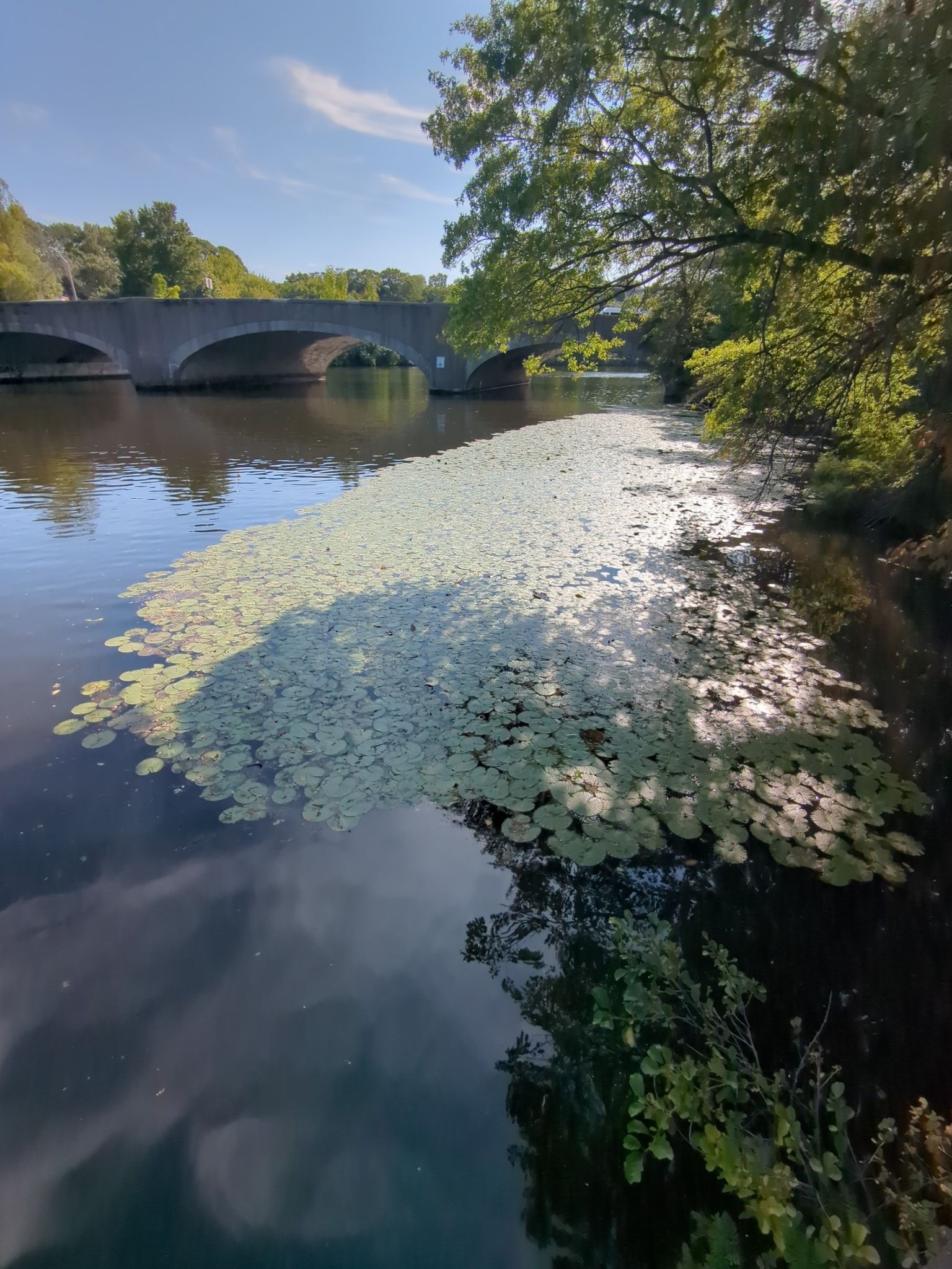 Sunny river covered in lily pads, with a stone bridge and trees. - Charles River Greenway loop from Watertown
